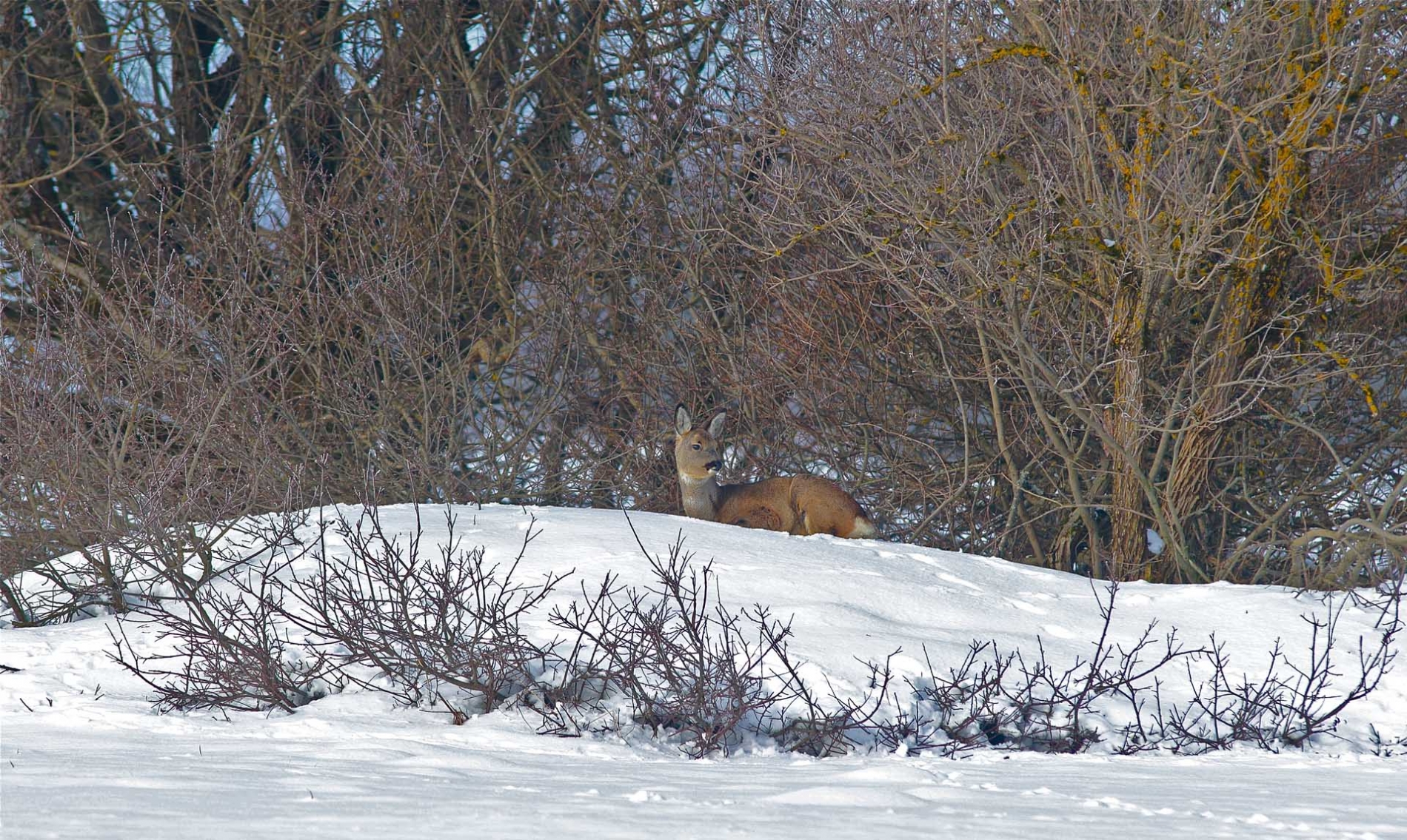 rhoen-reh_2259_20181218_1021610301