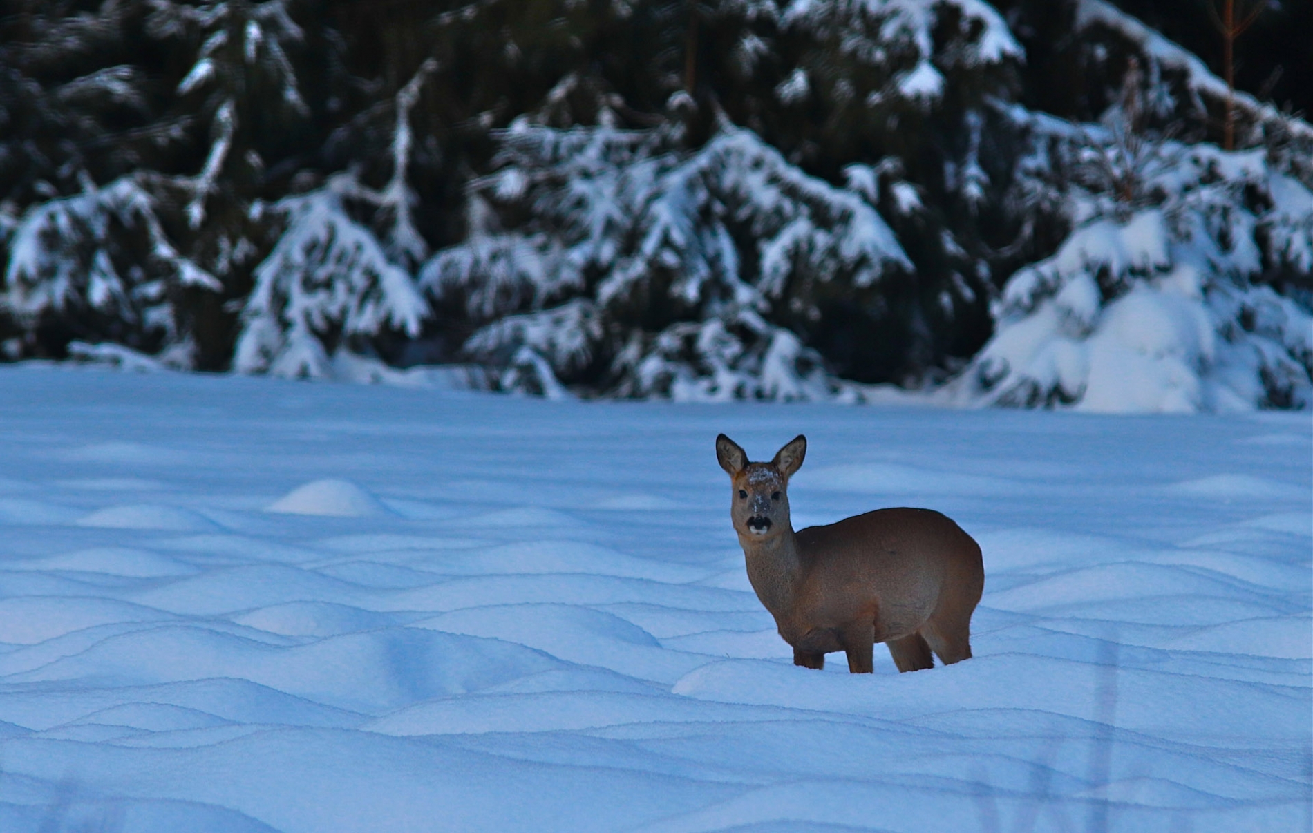 rhoen-reh_2675_20181218_1050335868