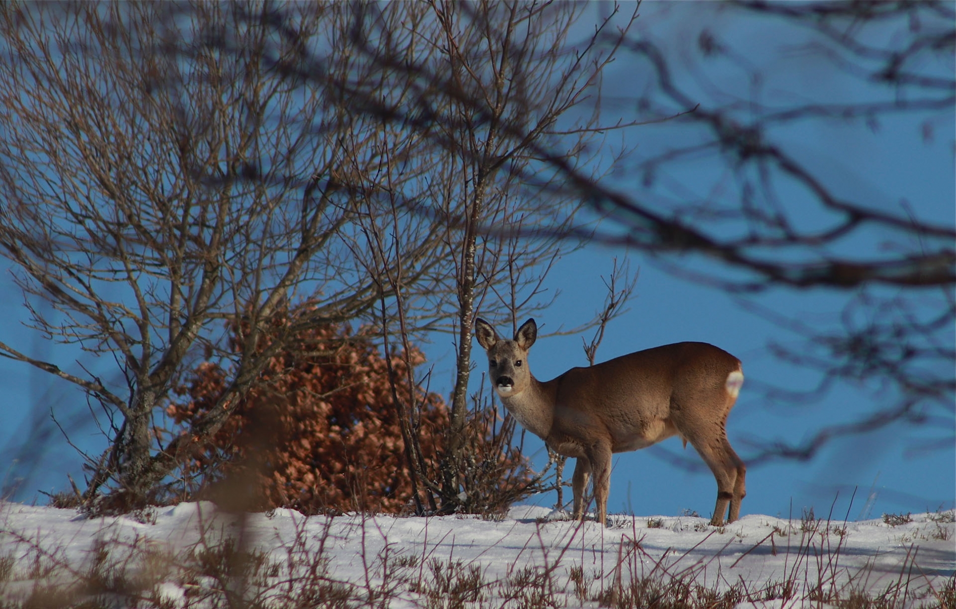 rhoen-reh_3193_20181218_1050002639