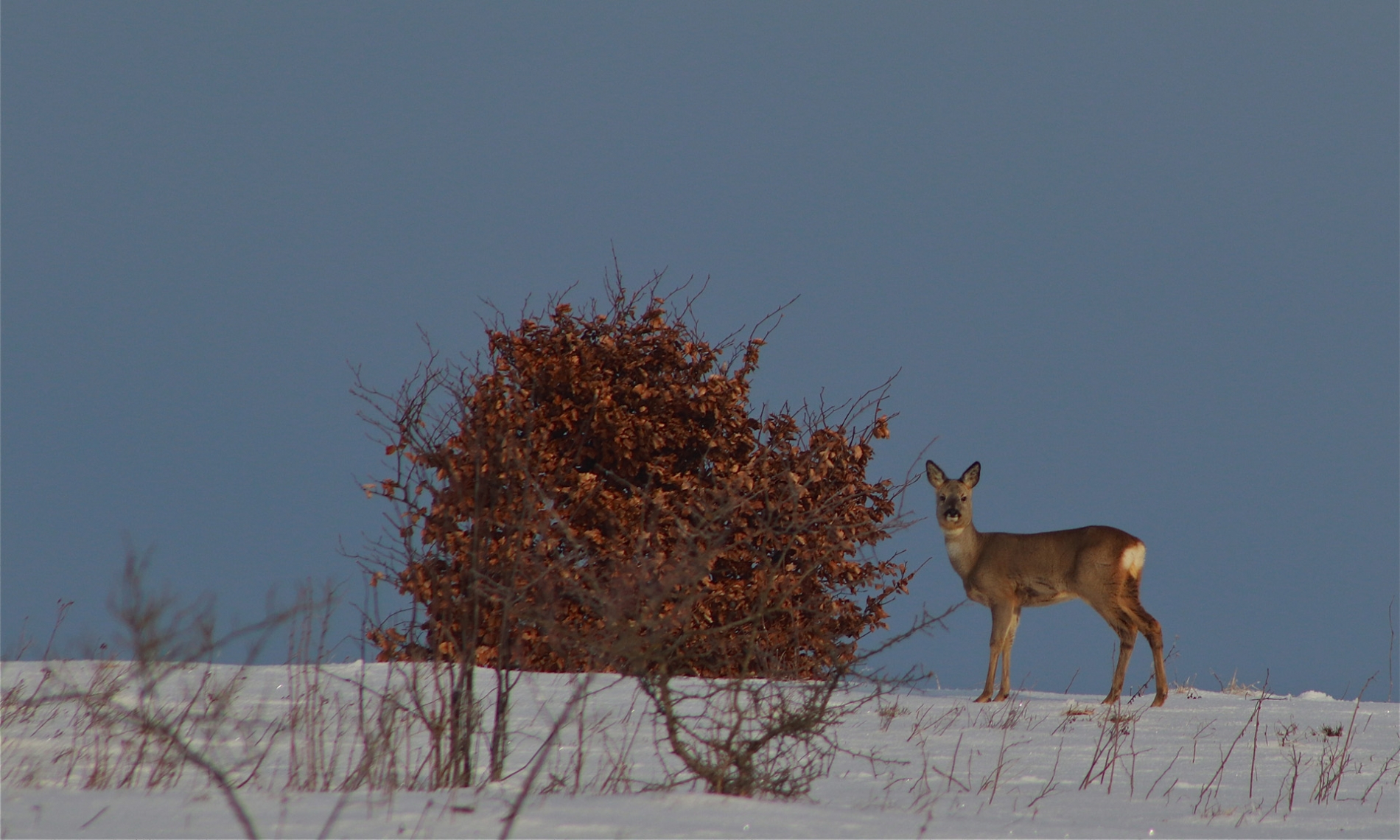 rhoen-reh_3513_20181218_2018795541