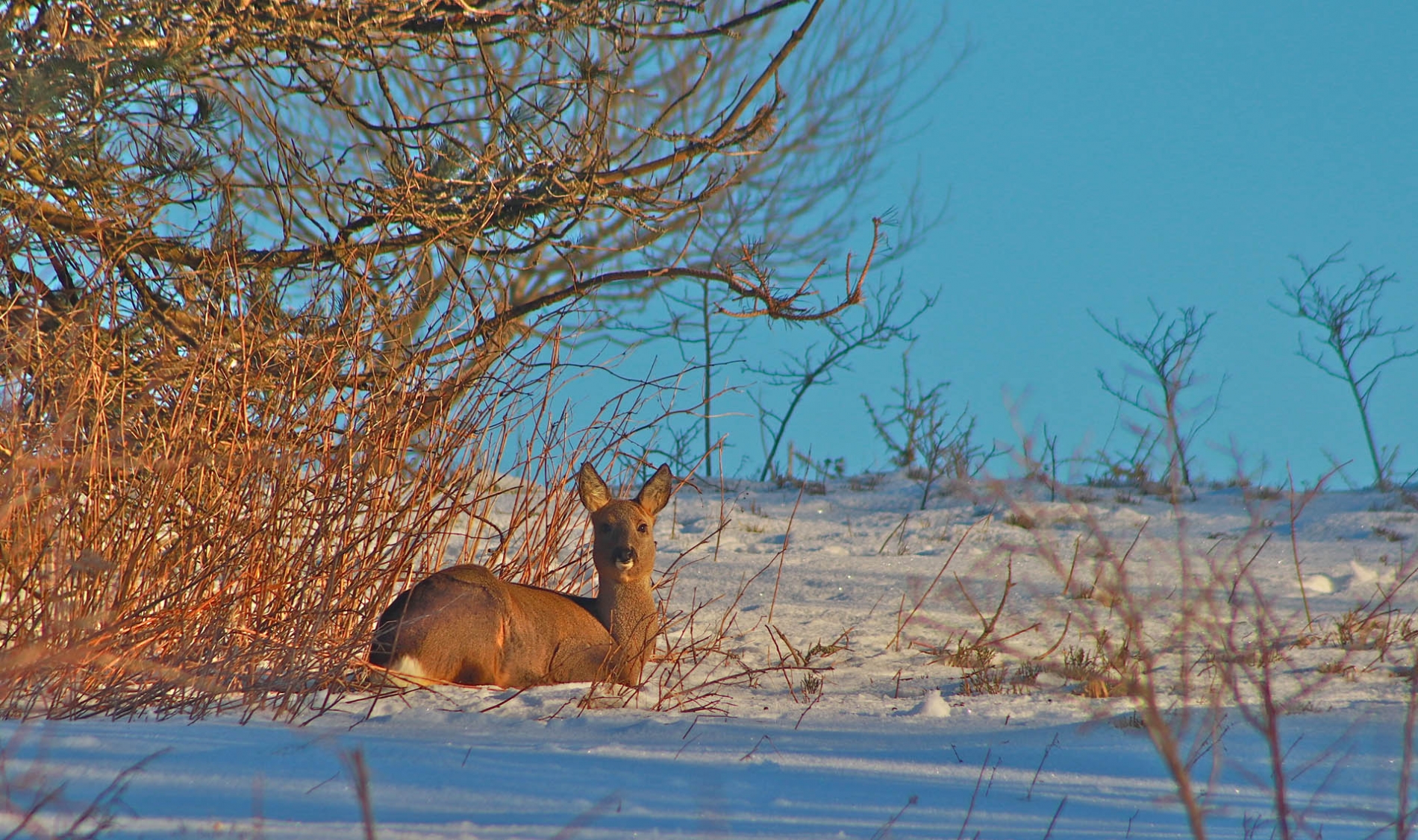 rhoen-reh_3625_20181218_1315495394