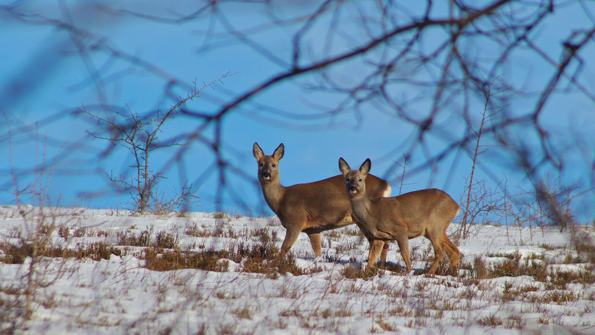 rhoen-reh_3755_20181218_1178333186