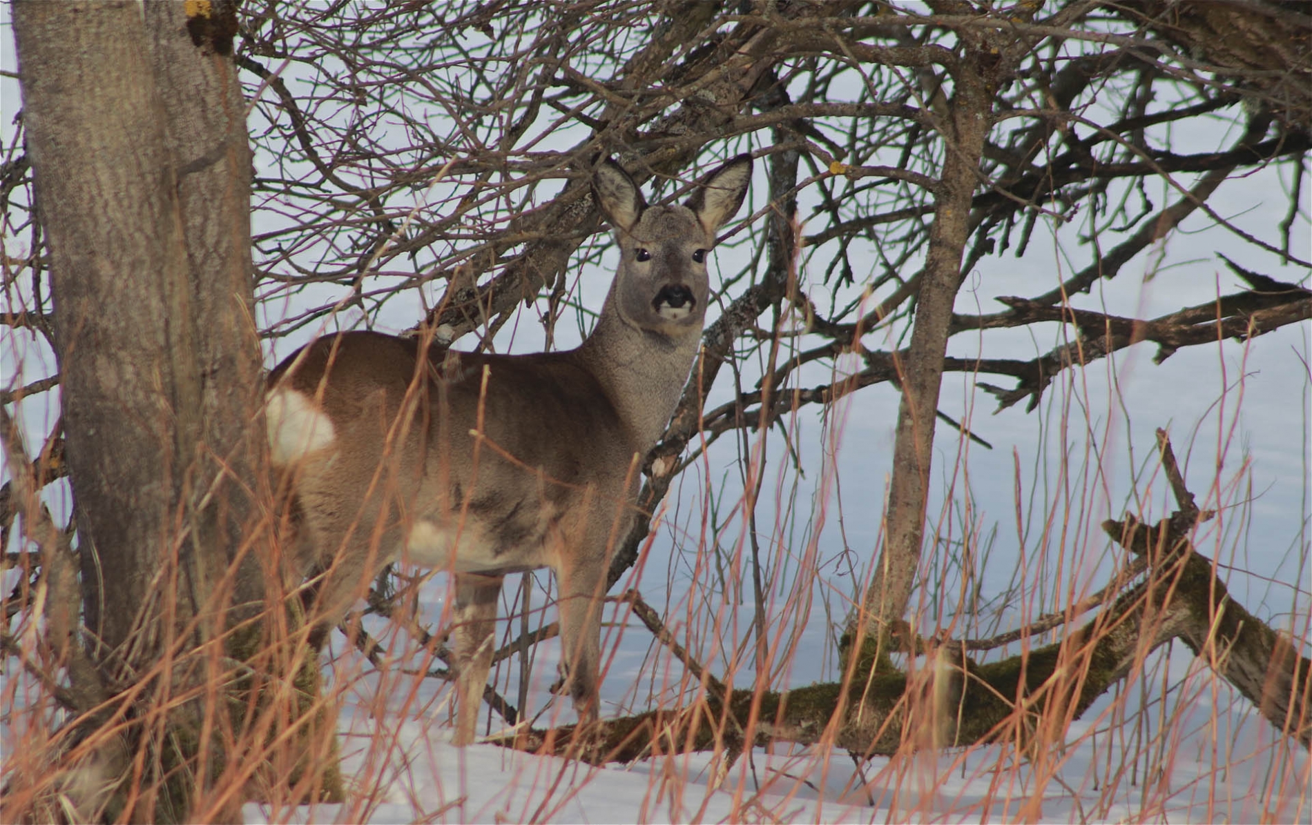 rhoen-reh_4968_20181218_1634594667