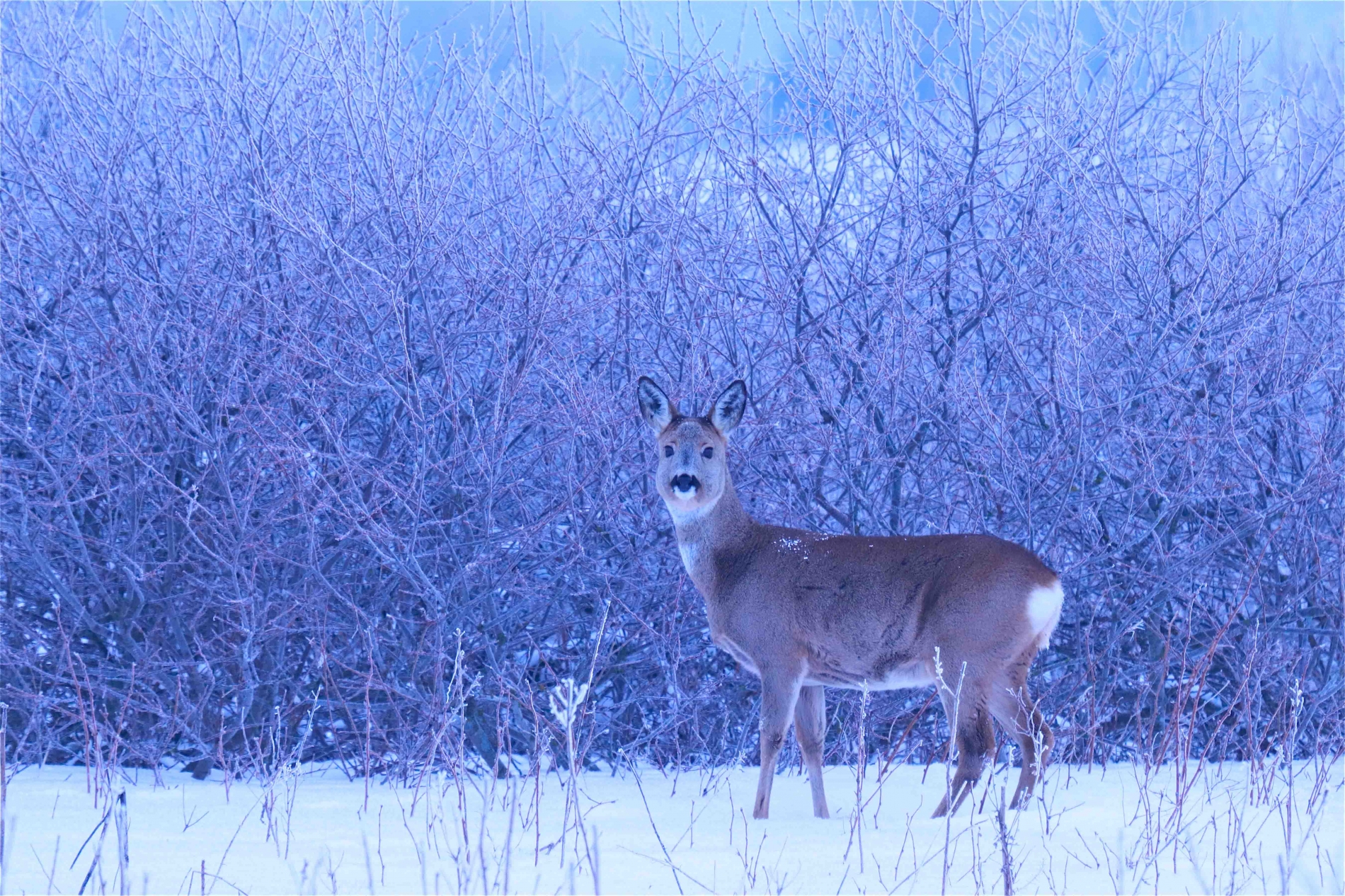 rhoen-reh_7309_20190207_1831955448