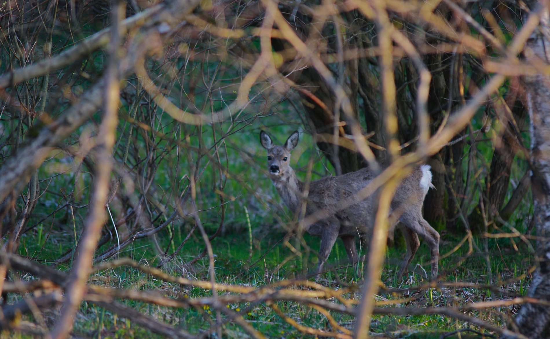 rhoen-reh_9744_20181218_1702212377