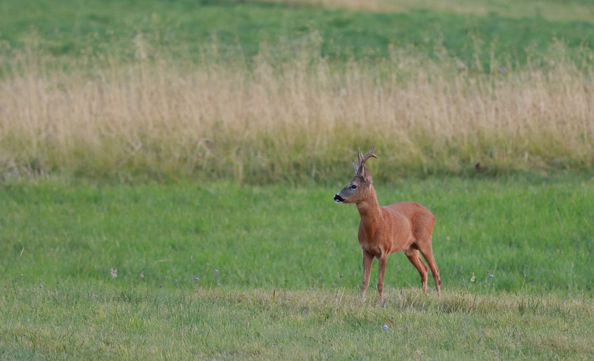 rhoen-rehbock_0151_20181218_1524392578