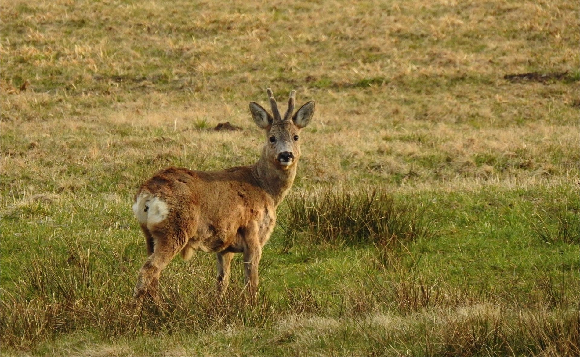 rhoen-rehbock_1379_20181218_2063034493