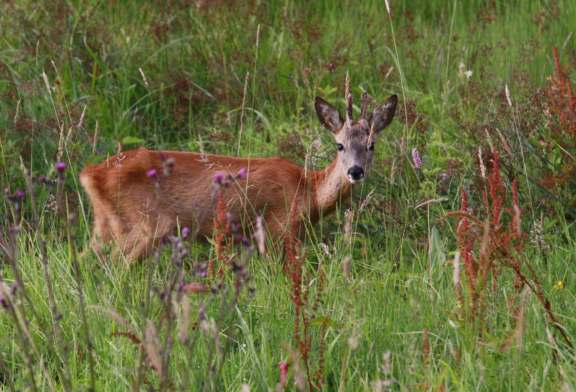 rhoen-rehbock_2411_20181218_1688983015