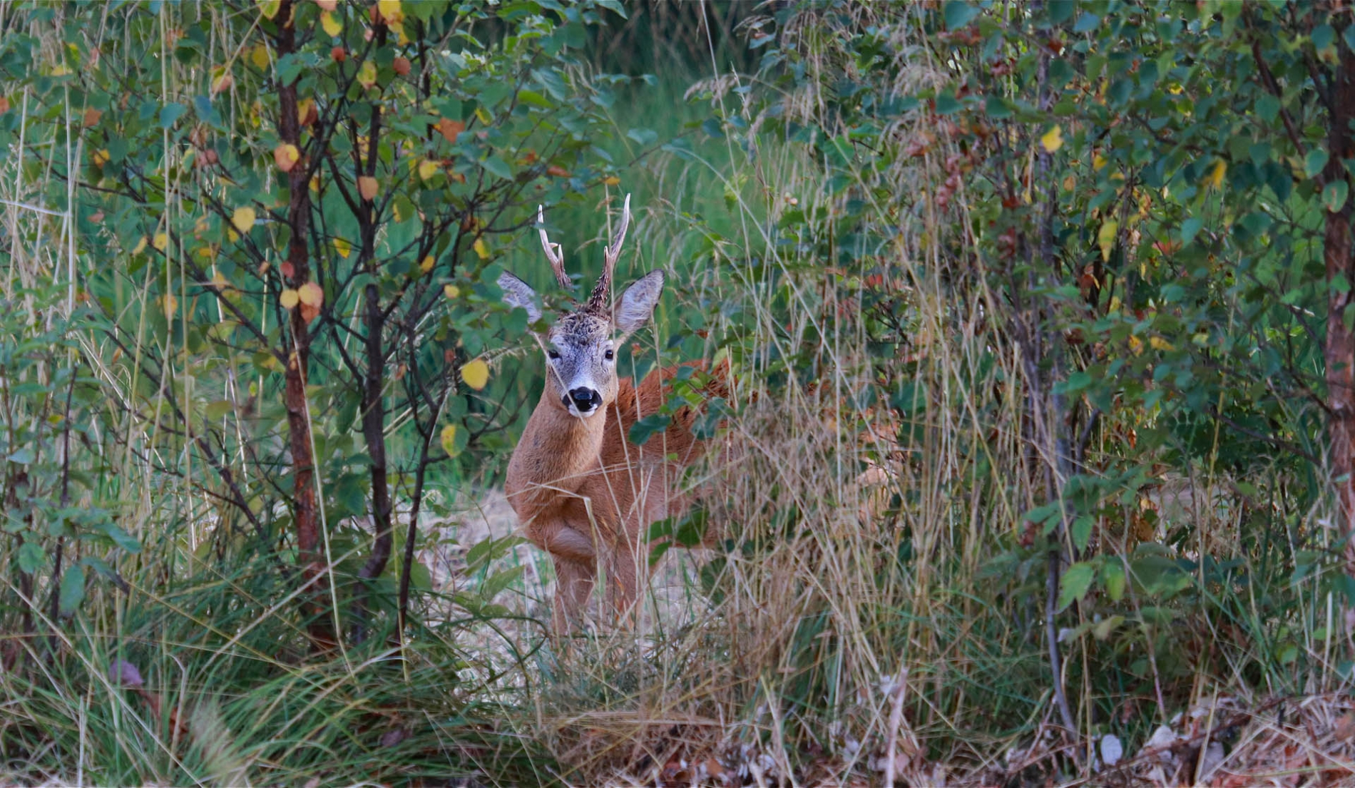 rhoen-rehbock_2452_20181218_1499928778