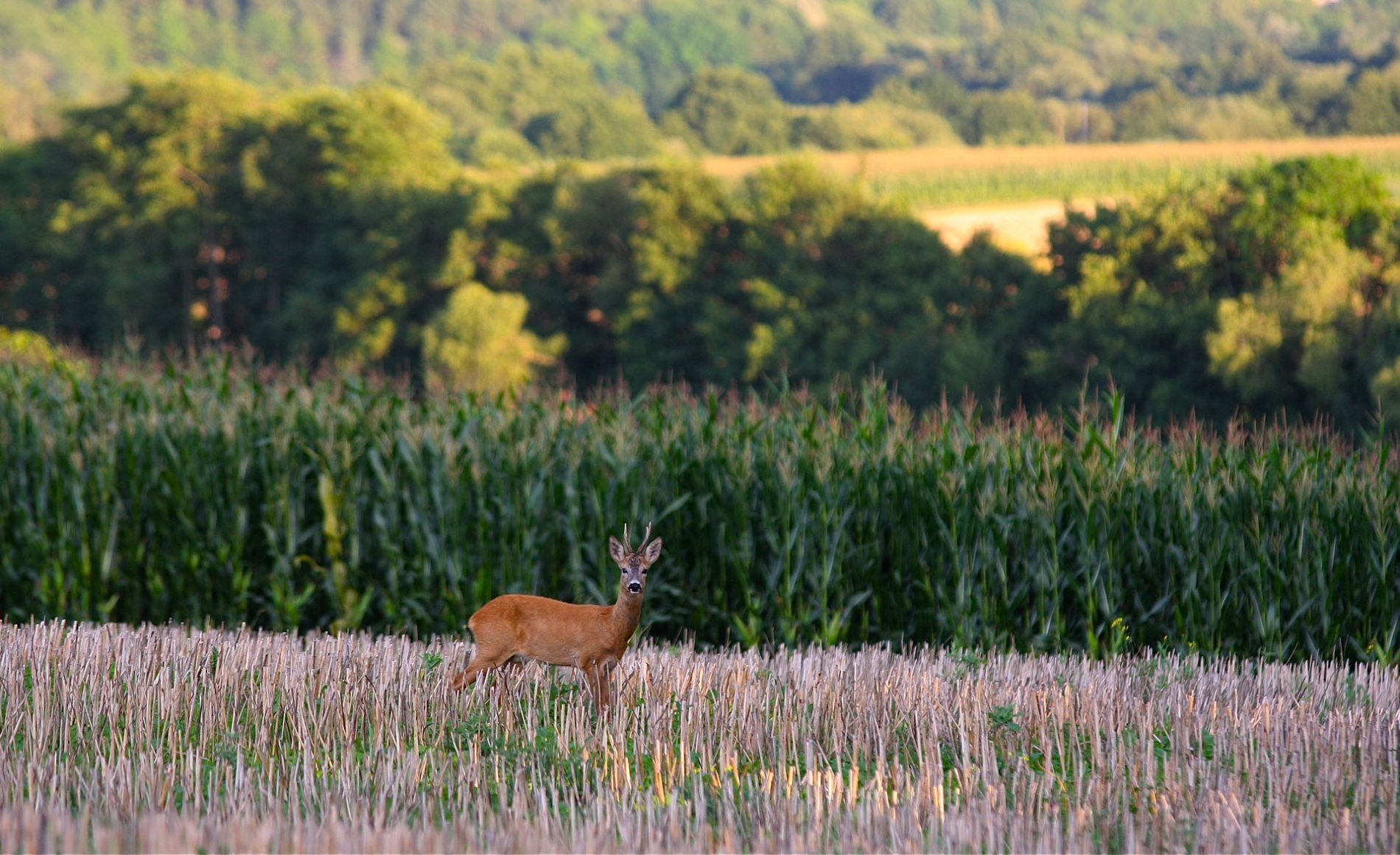 rhoen-rehbock_2875_20181218_1947090187