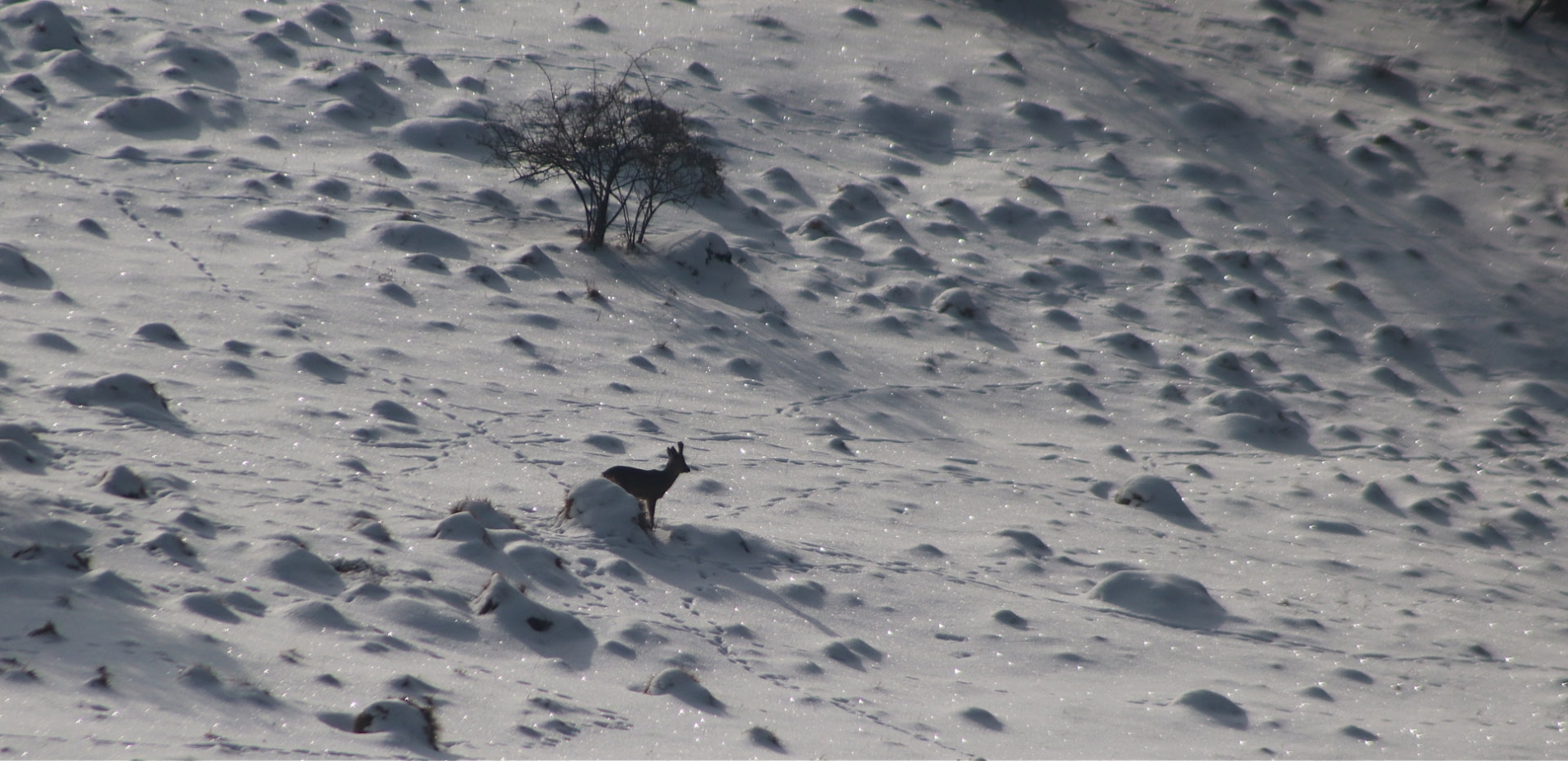 rhoen-rehbock_3545_20181218_1437672254