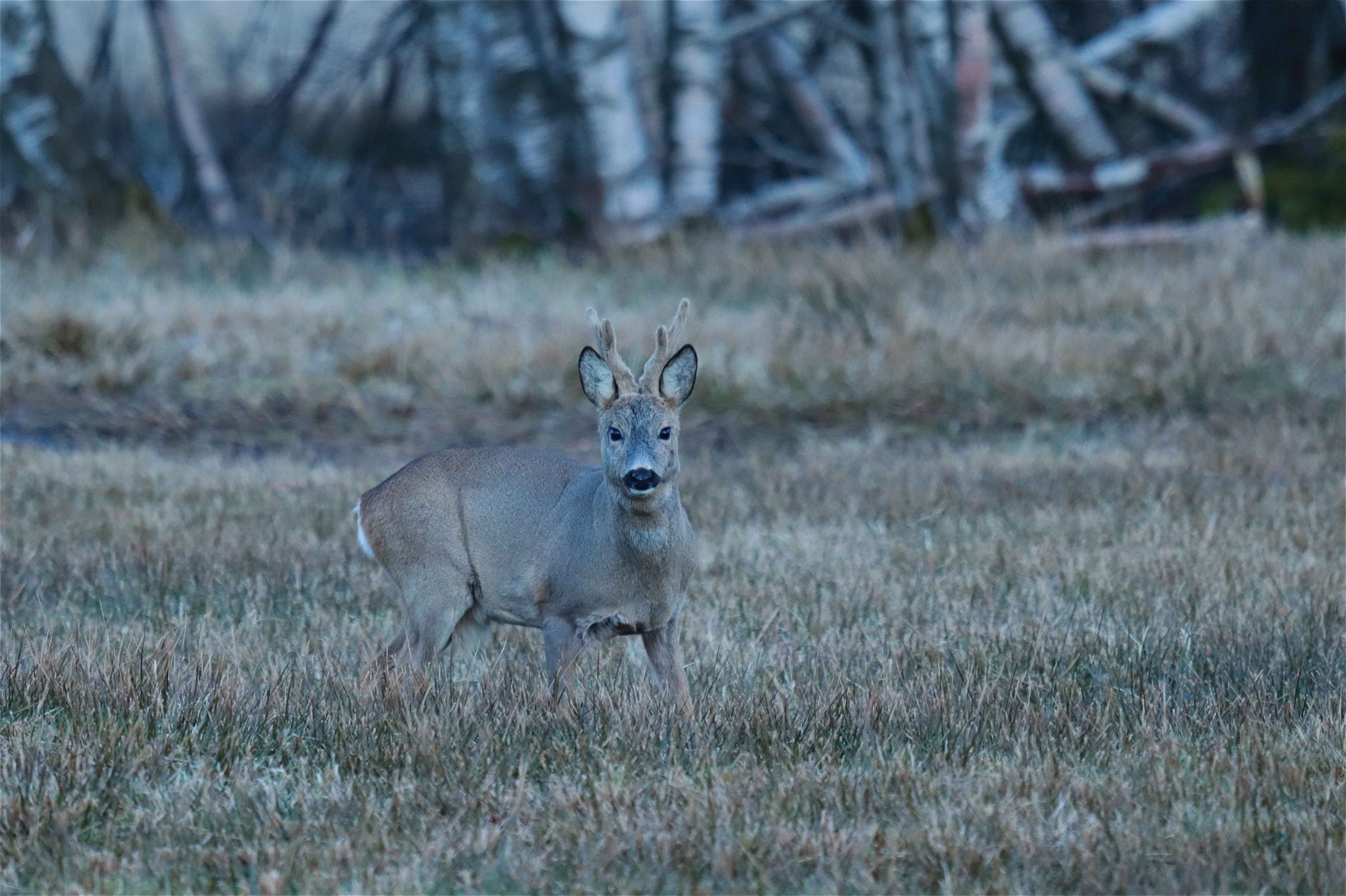 Rhoen-Rehbock_3911_1