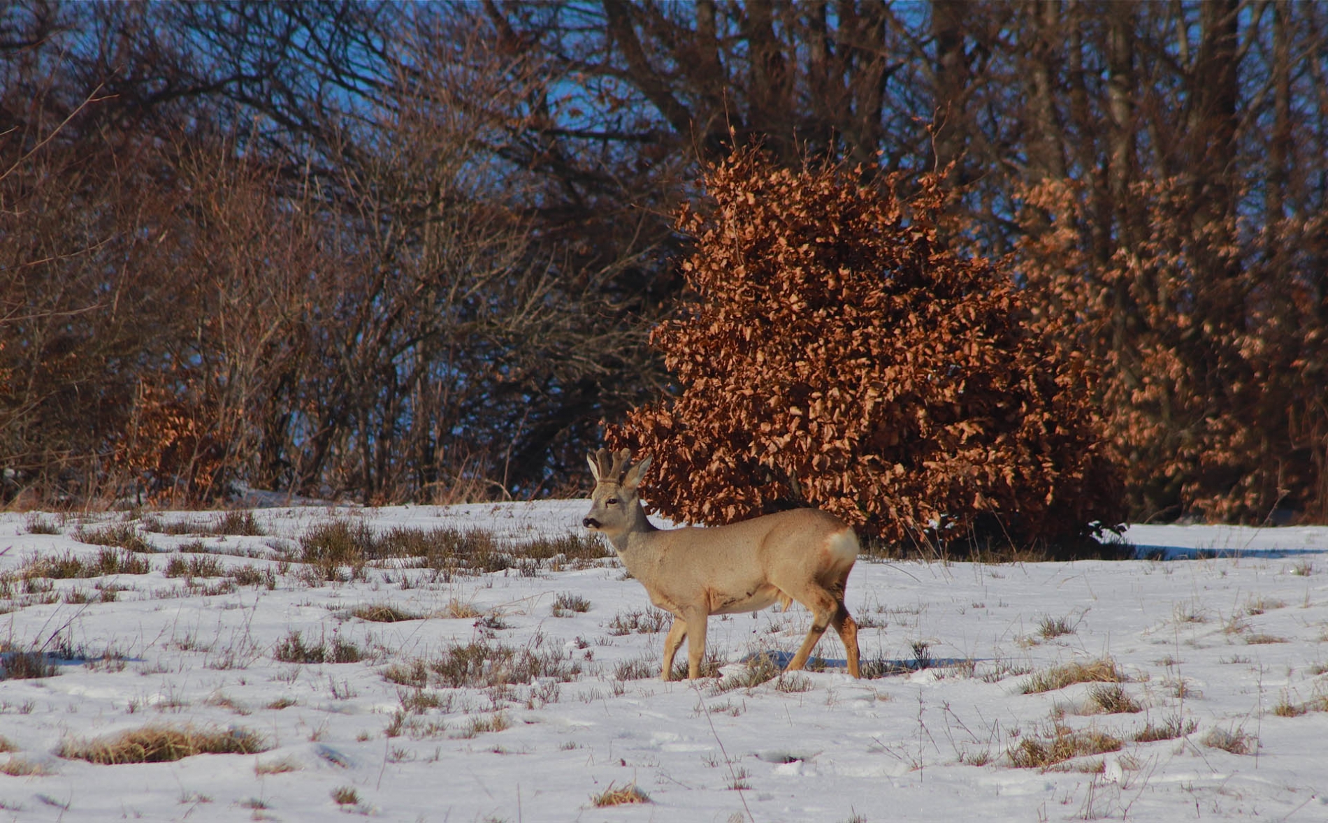 rhoen-rehbock_3991_20181218_1495091309