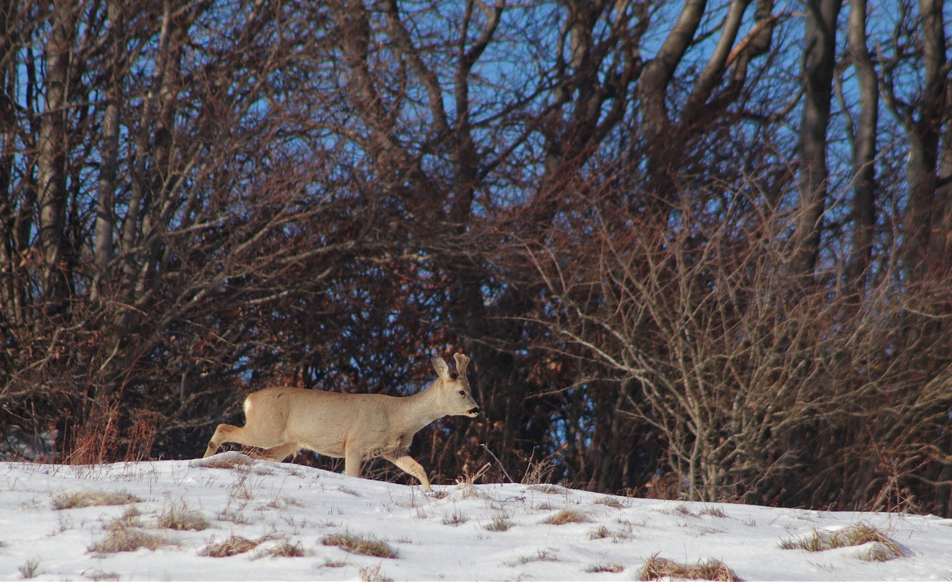 rhoen-rehbock_4031_20181218_1030531672