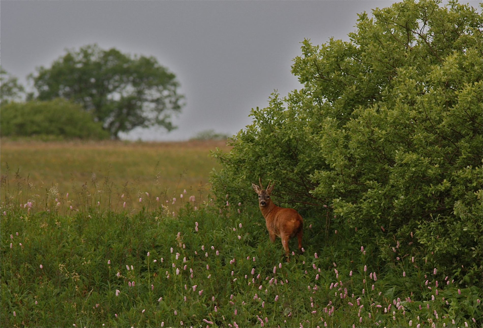rhoen-rehbock_8611_20181218_1974249907