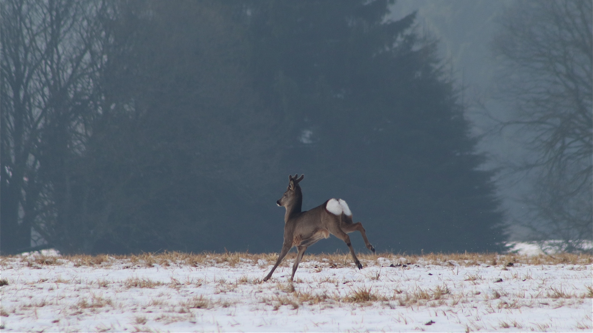 rhoen-rehbock_9108_20181218_2098636228