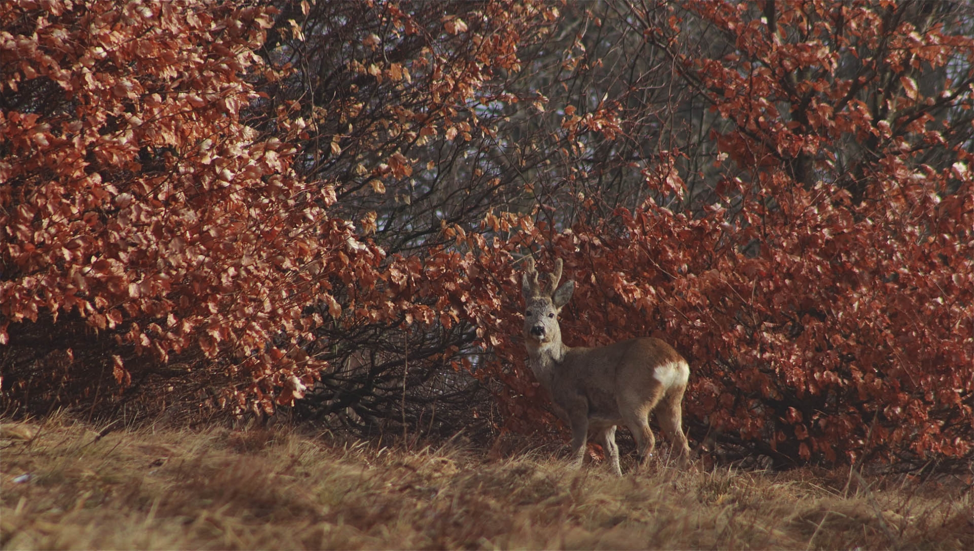rhoen-rehbock_9124_20181218_1659913354