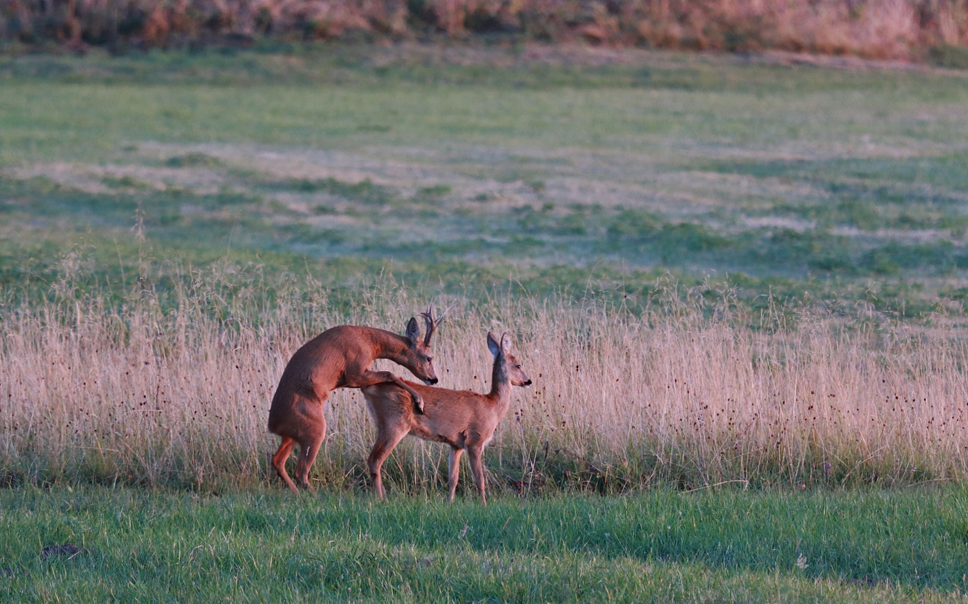 rhoen-rehe_0075_20181218_1023726604