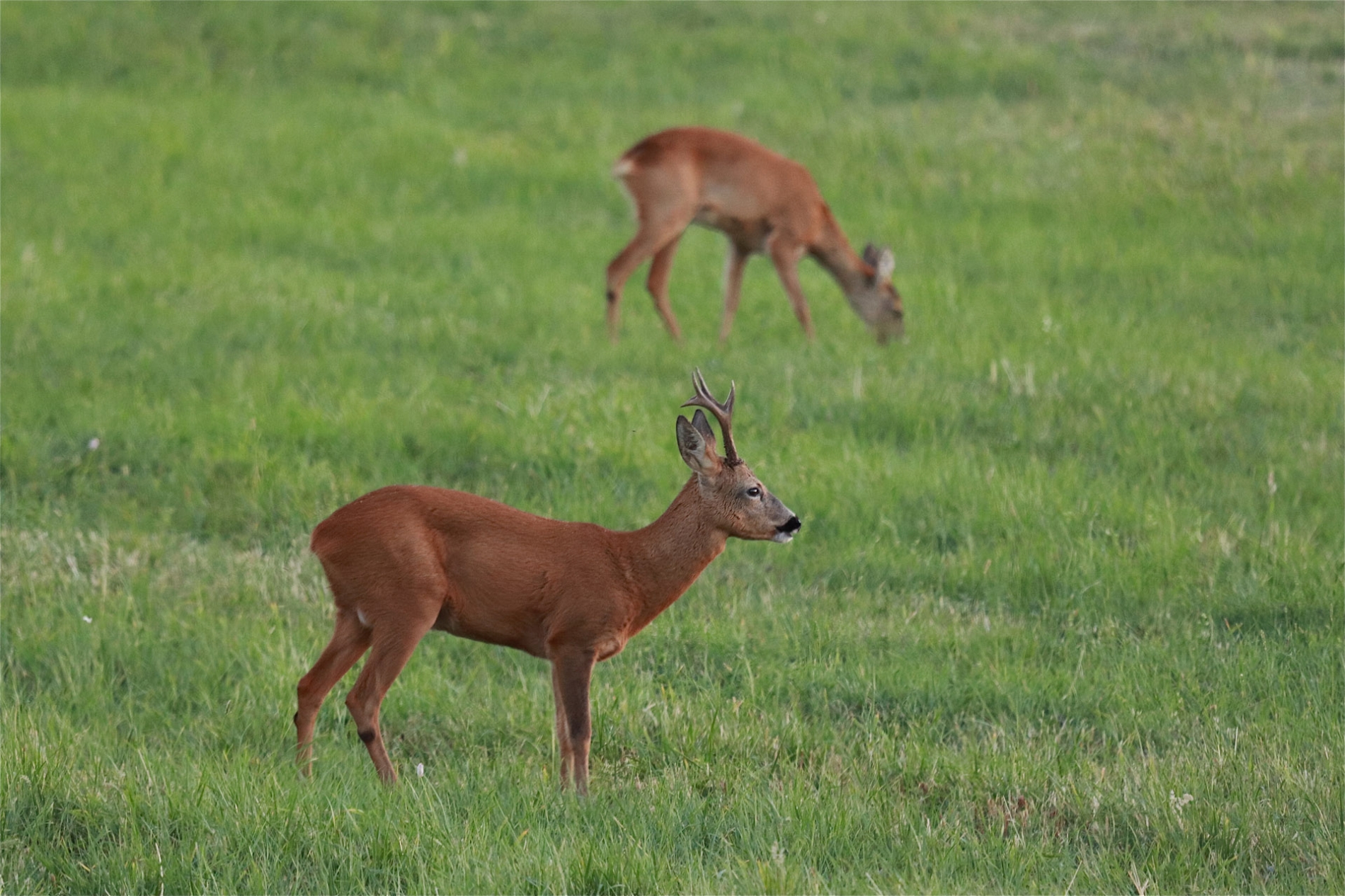 rhoen-rehe_0136_20181218_1656099274