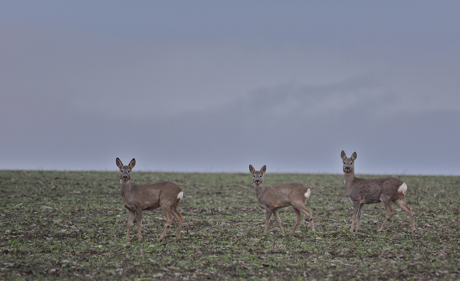 rhoen-rehe_0364_20181218_1927680041