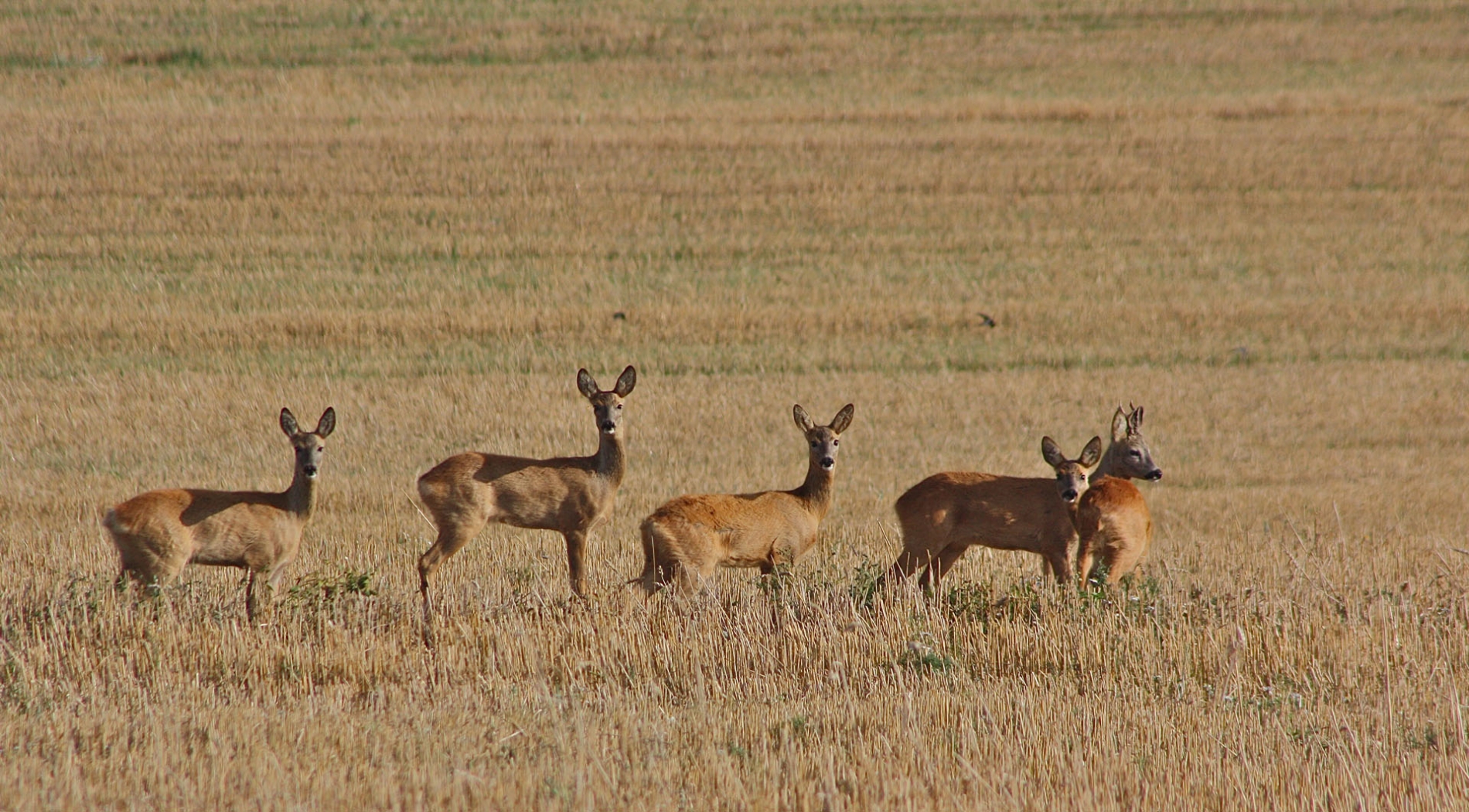 rhoen-rehe_0529_20181218_2028522524