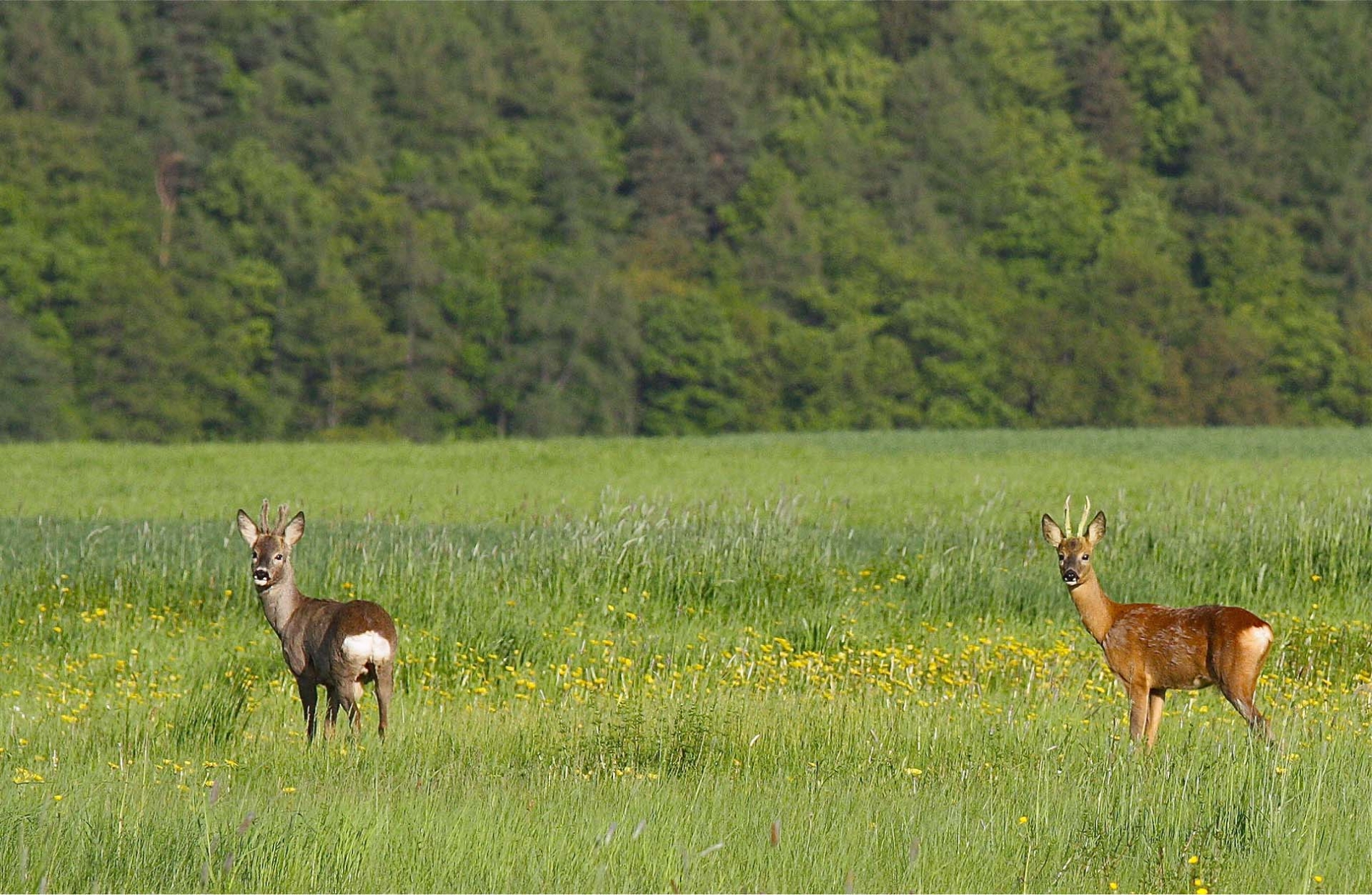 rhoen-rehe_0565_20181218_1737127628