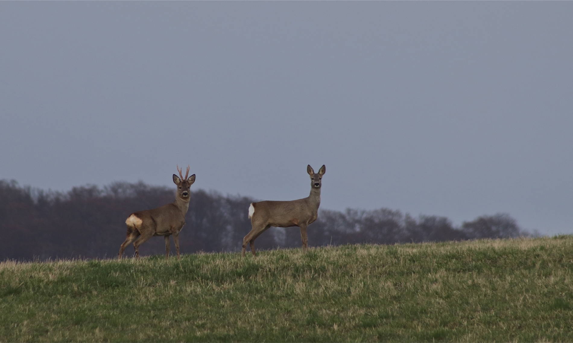 rhoen-rehe_1227_20181218_2030539393