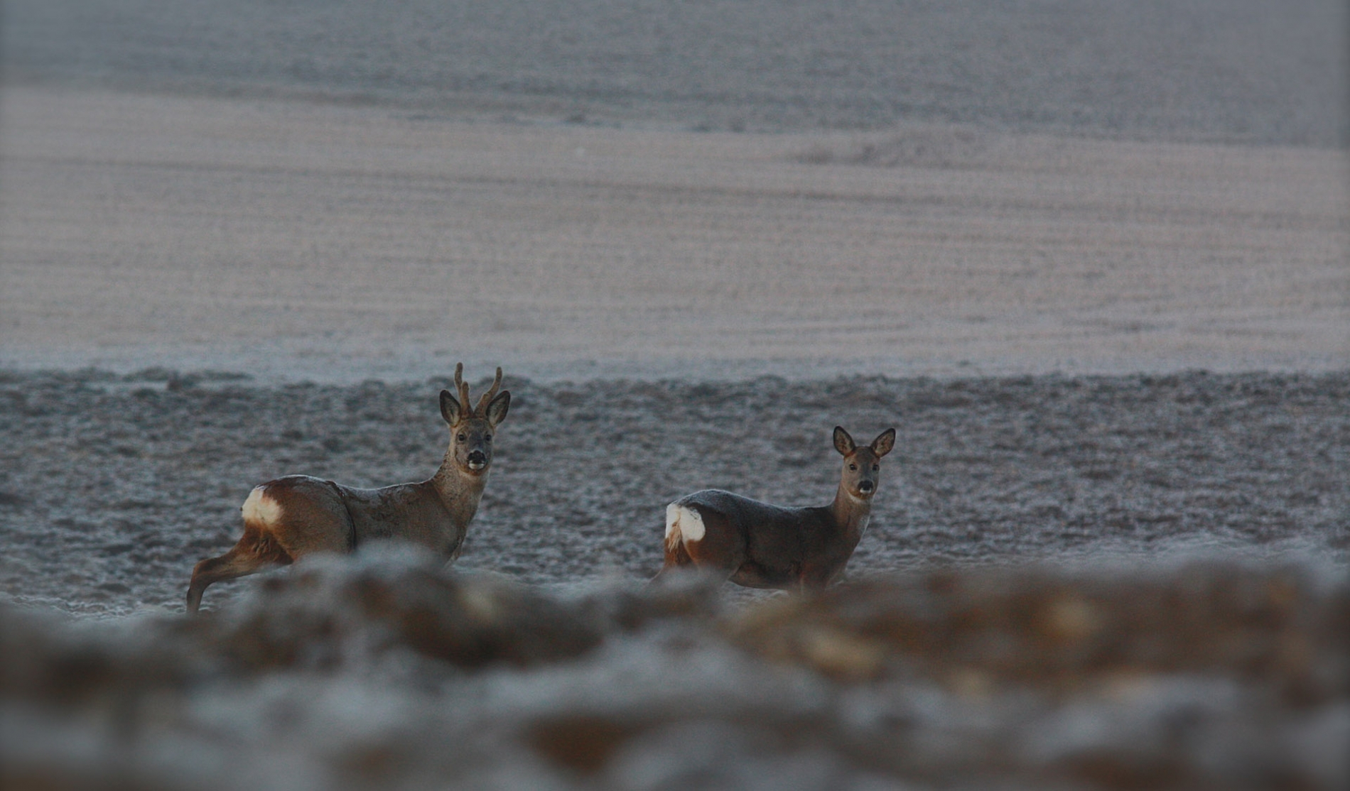 rhoen-rehe_3152_20181218_1670469220