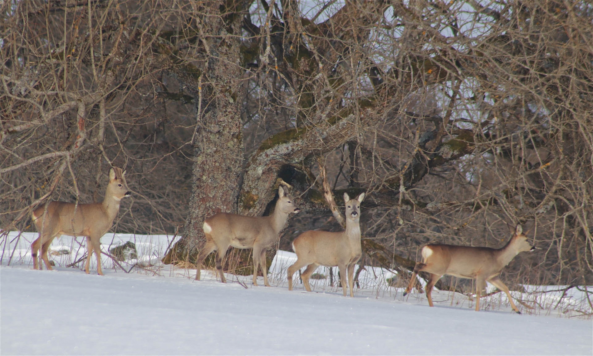 rhoen-rehe_4965_20181218_2027876714