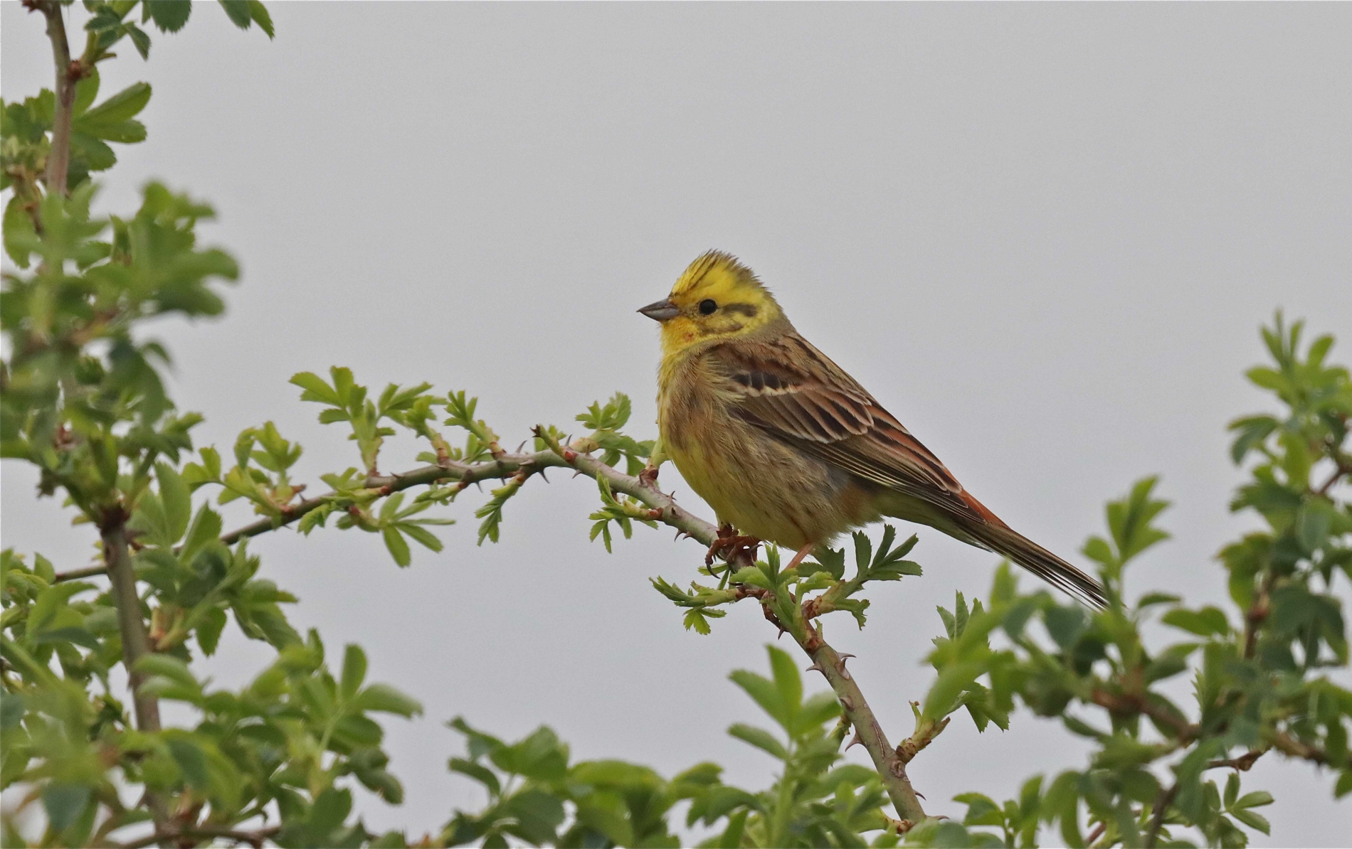 Rhoen-Goldammer_3715_1