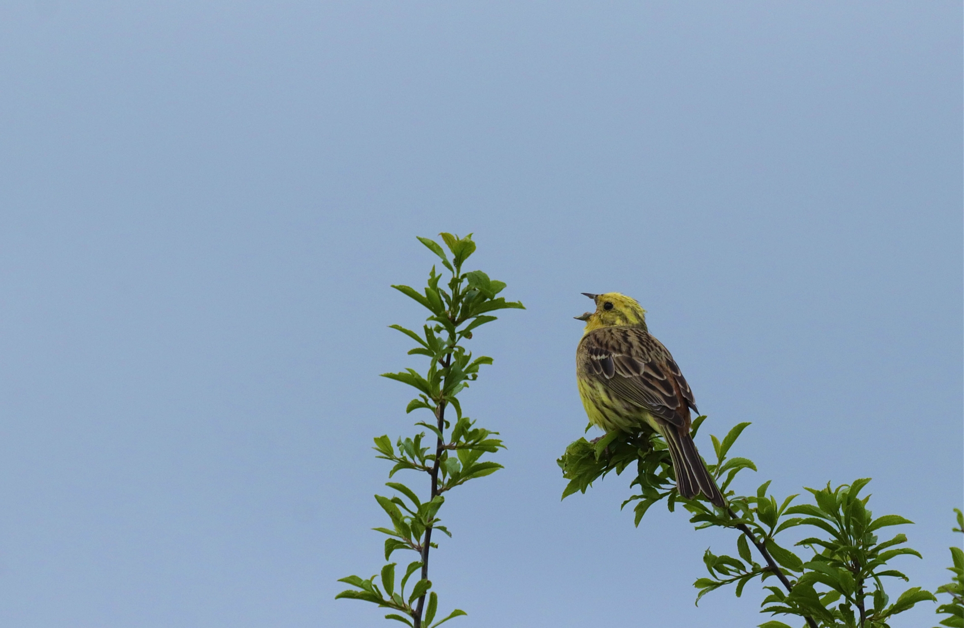 Rhoen-Goldammer_5389_1