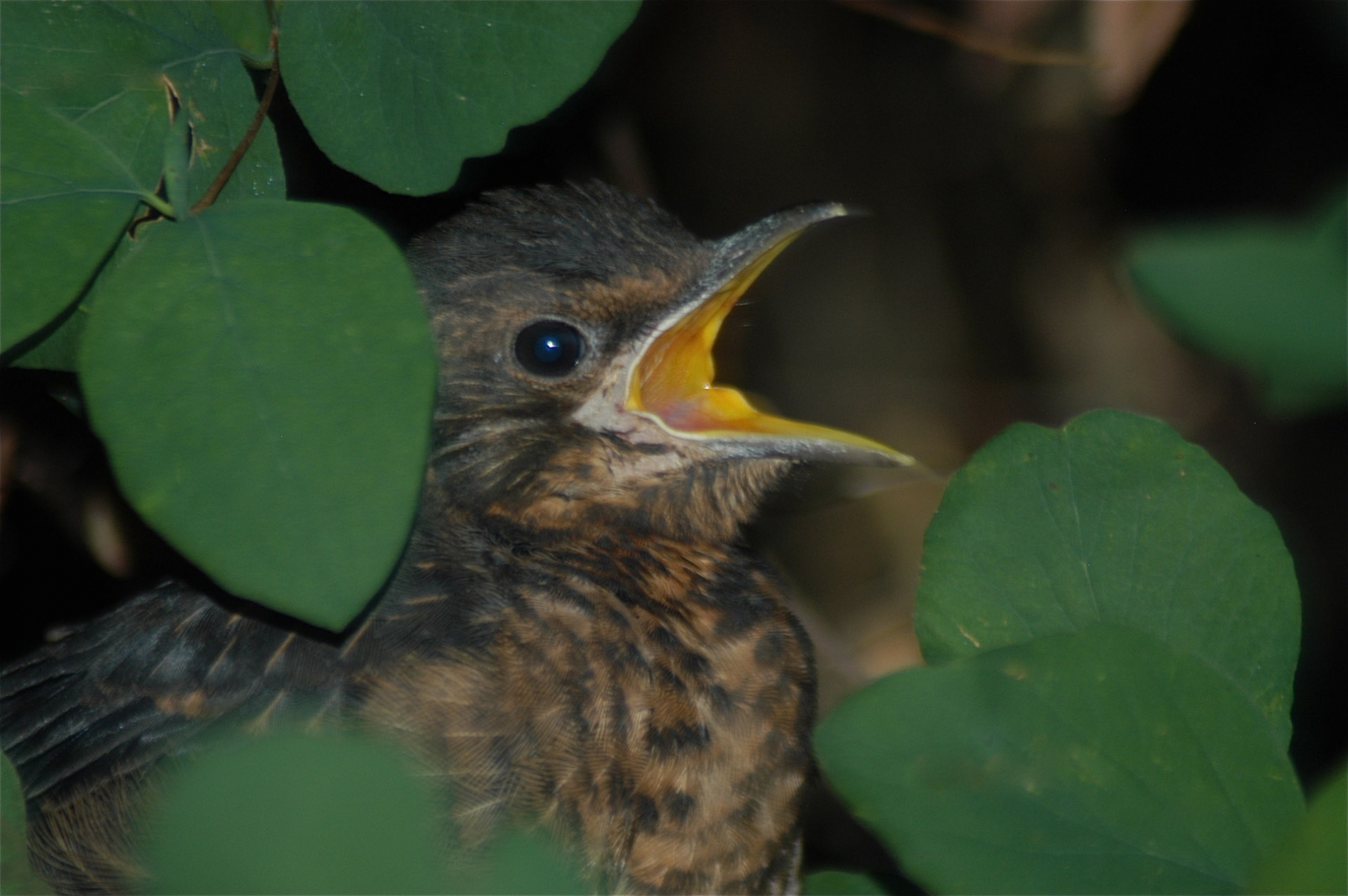 rhoen-amsel_0035_20190108_1096364614