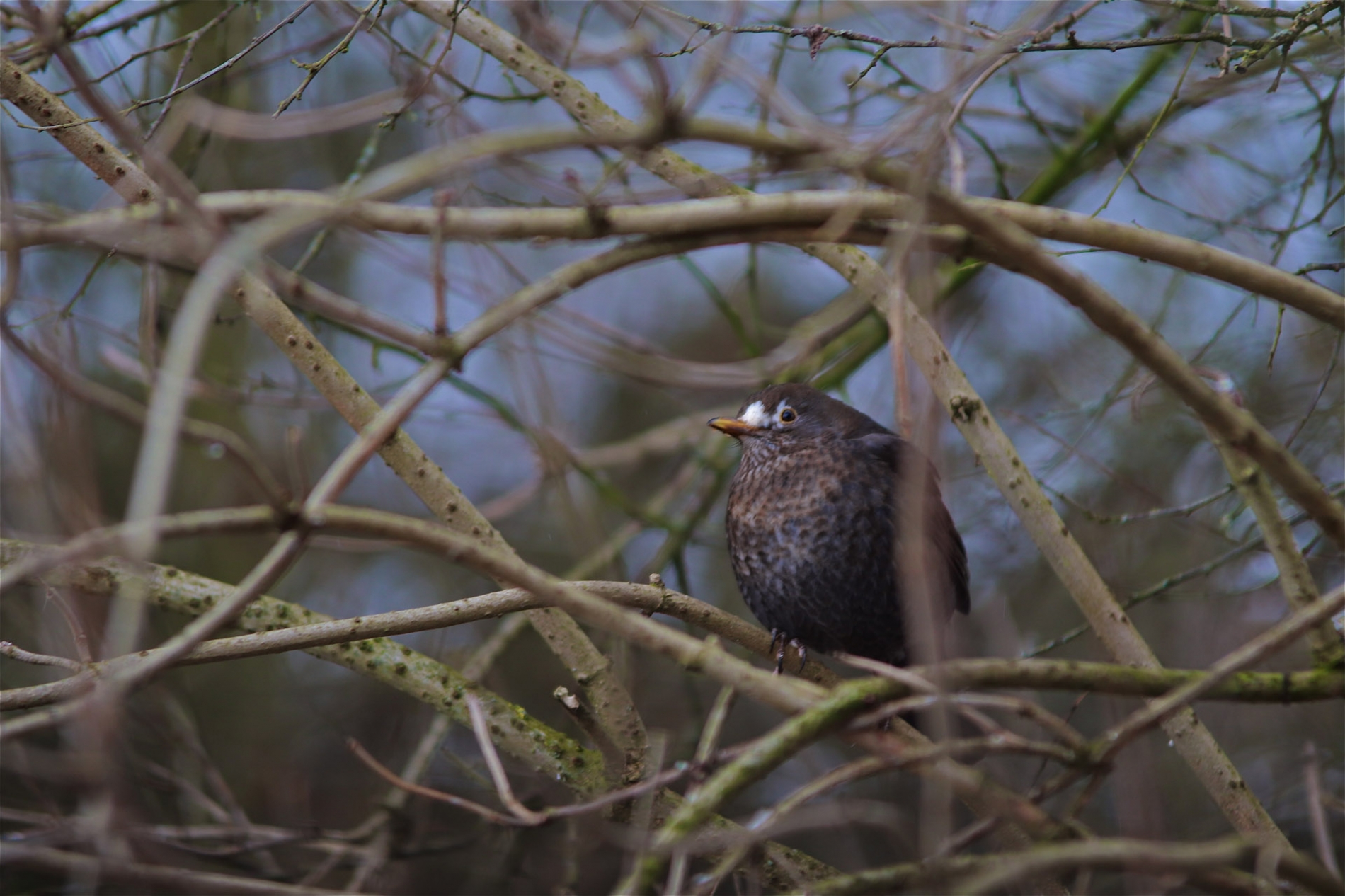 rhoen-amsel_1327_20190108_1139174725