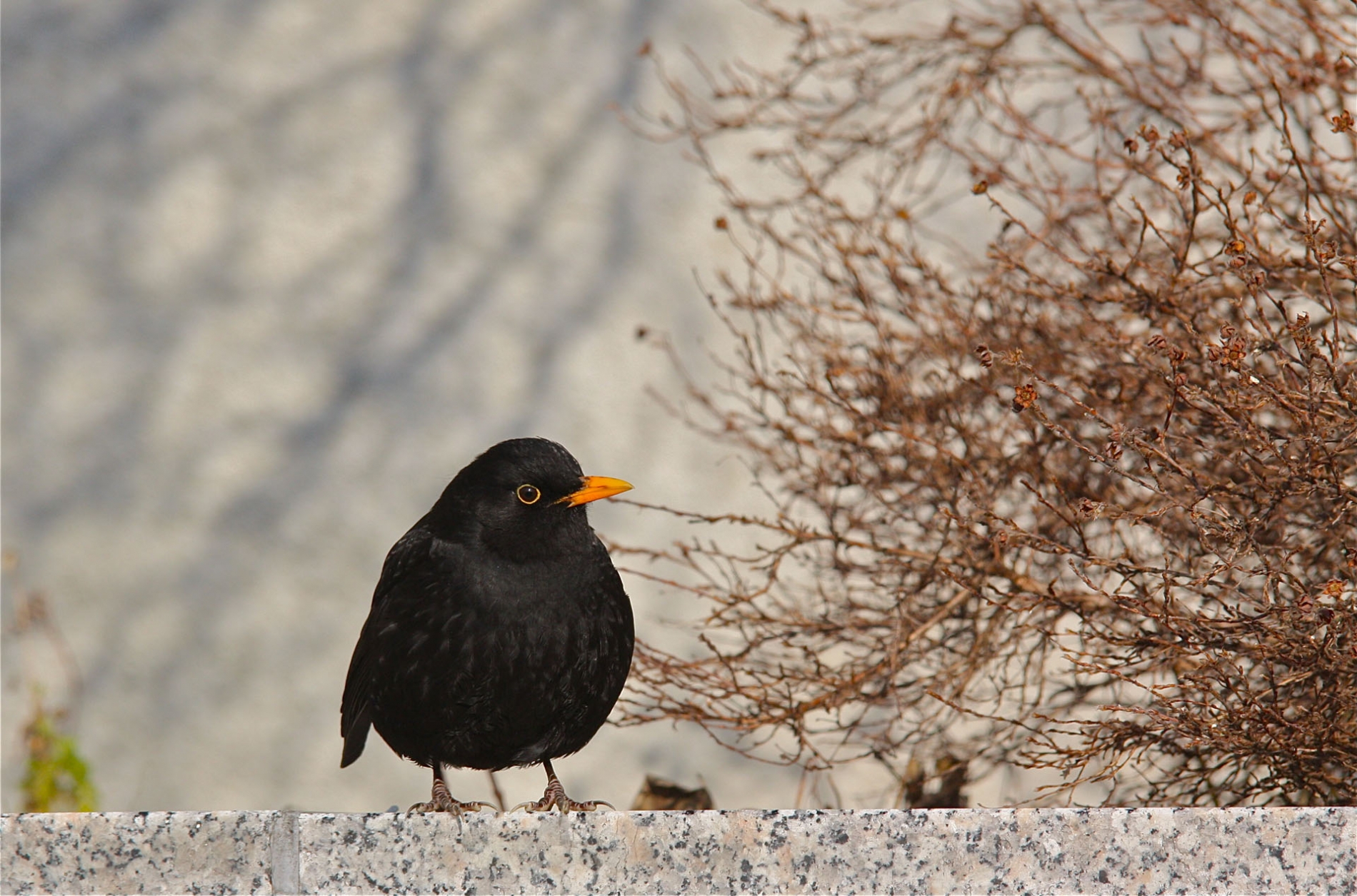 rhoen-amsel_2223_20190108_1505957410