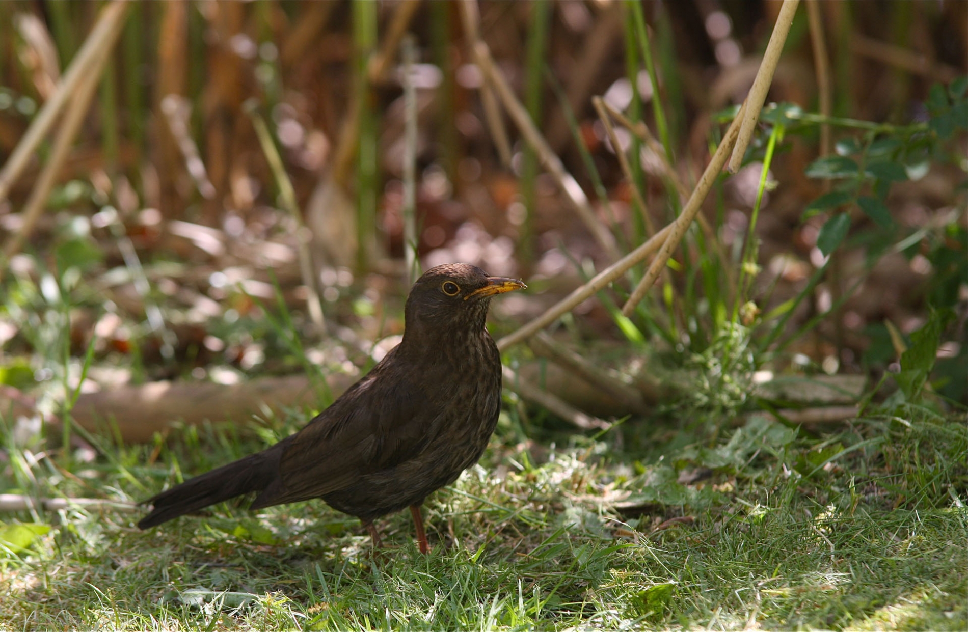 rhoen-amsel_6654_20190108_1315300401