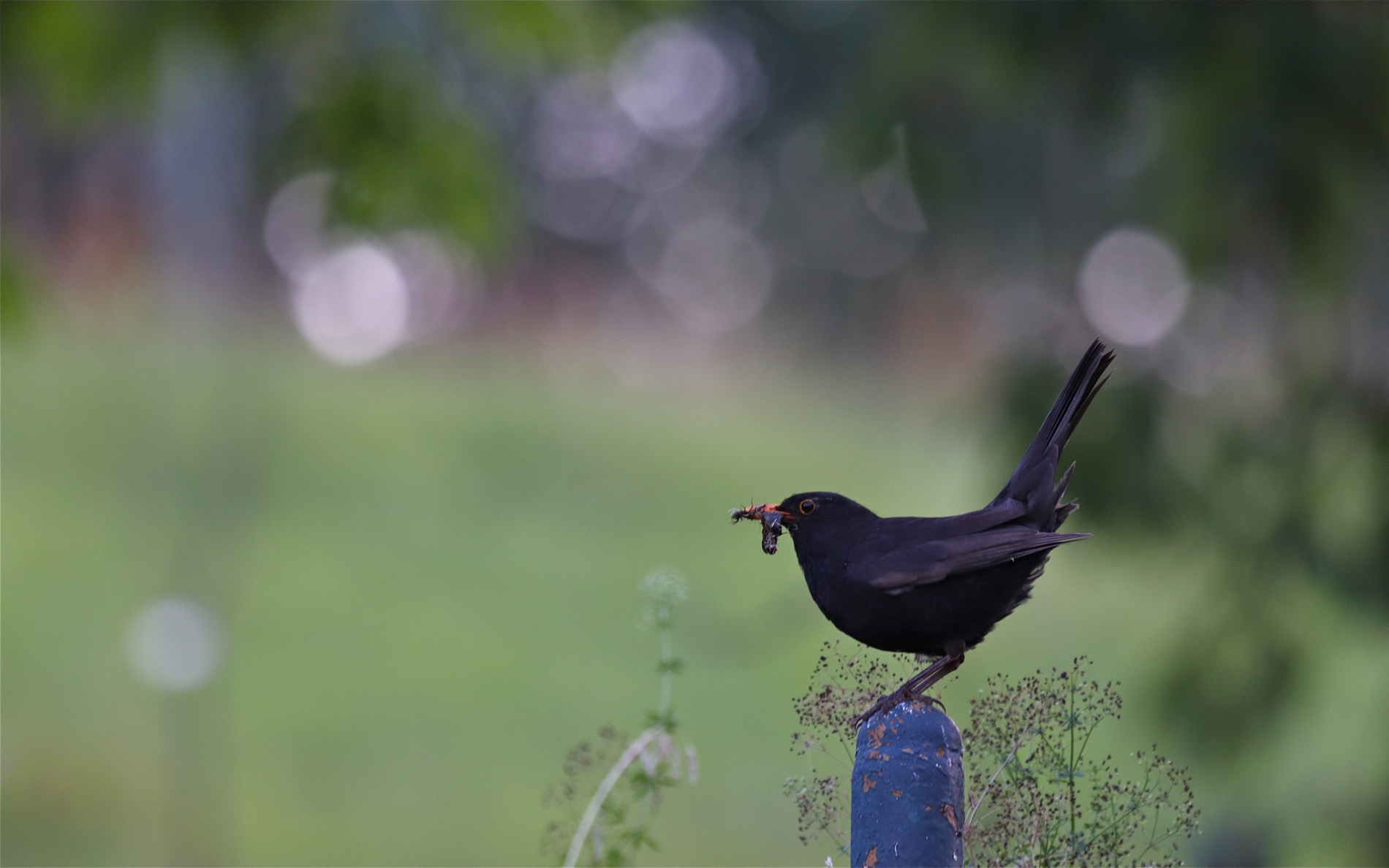 rhoen-amsel_6807_20190108_1667124060