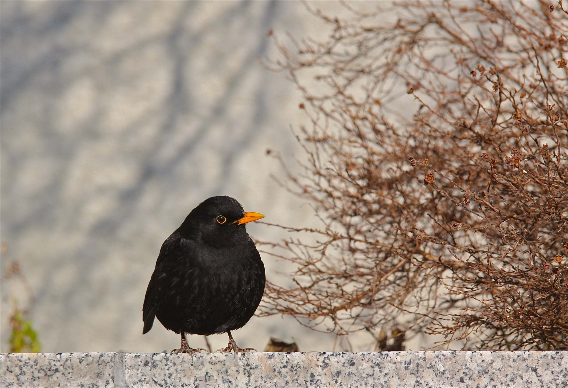Rhoen-Amsel_2223_1