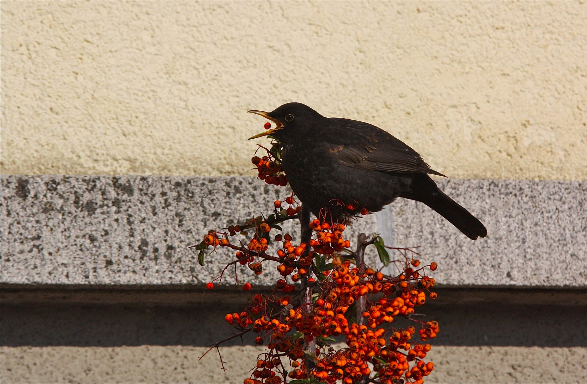 Rhoen-Amsel_2268_1