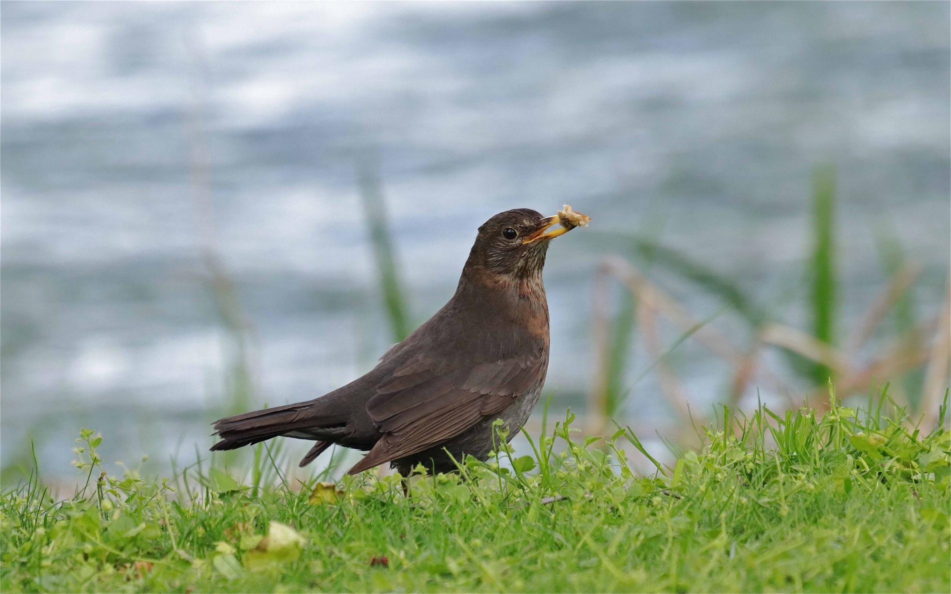 Rhoen-Amsel_5629_1