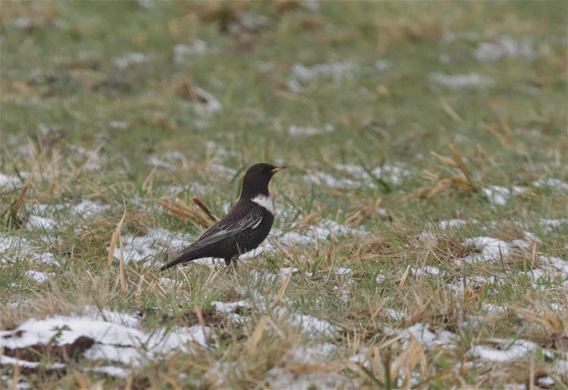 Rhoen-Ringdrossel 9528_1