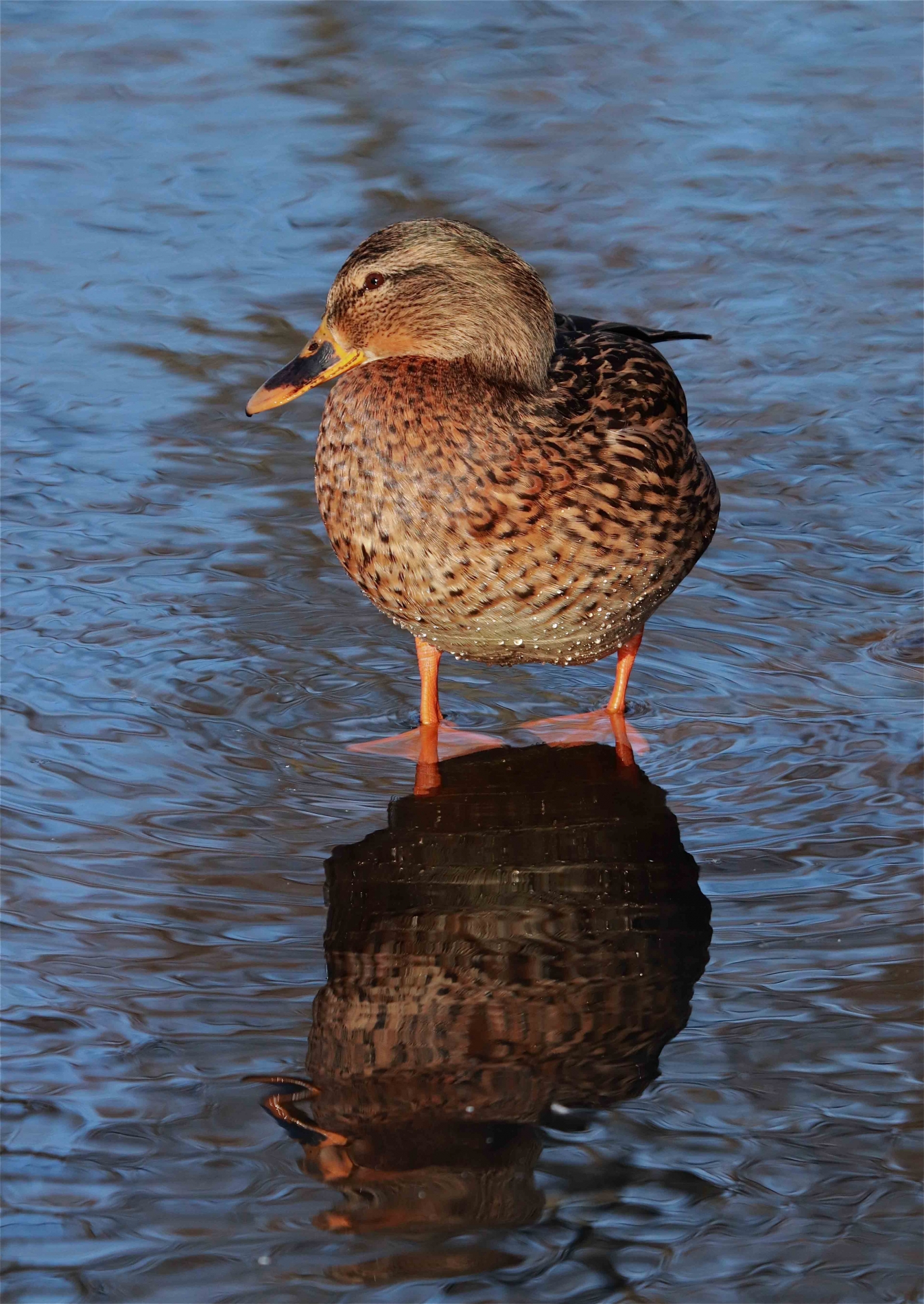 rhoen-stockente_3942_20190217_1419586214