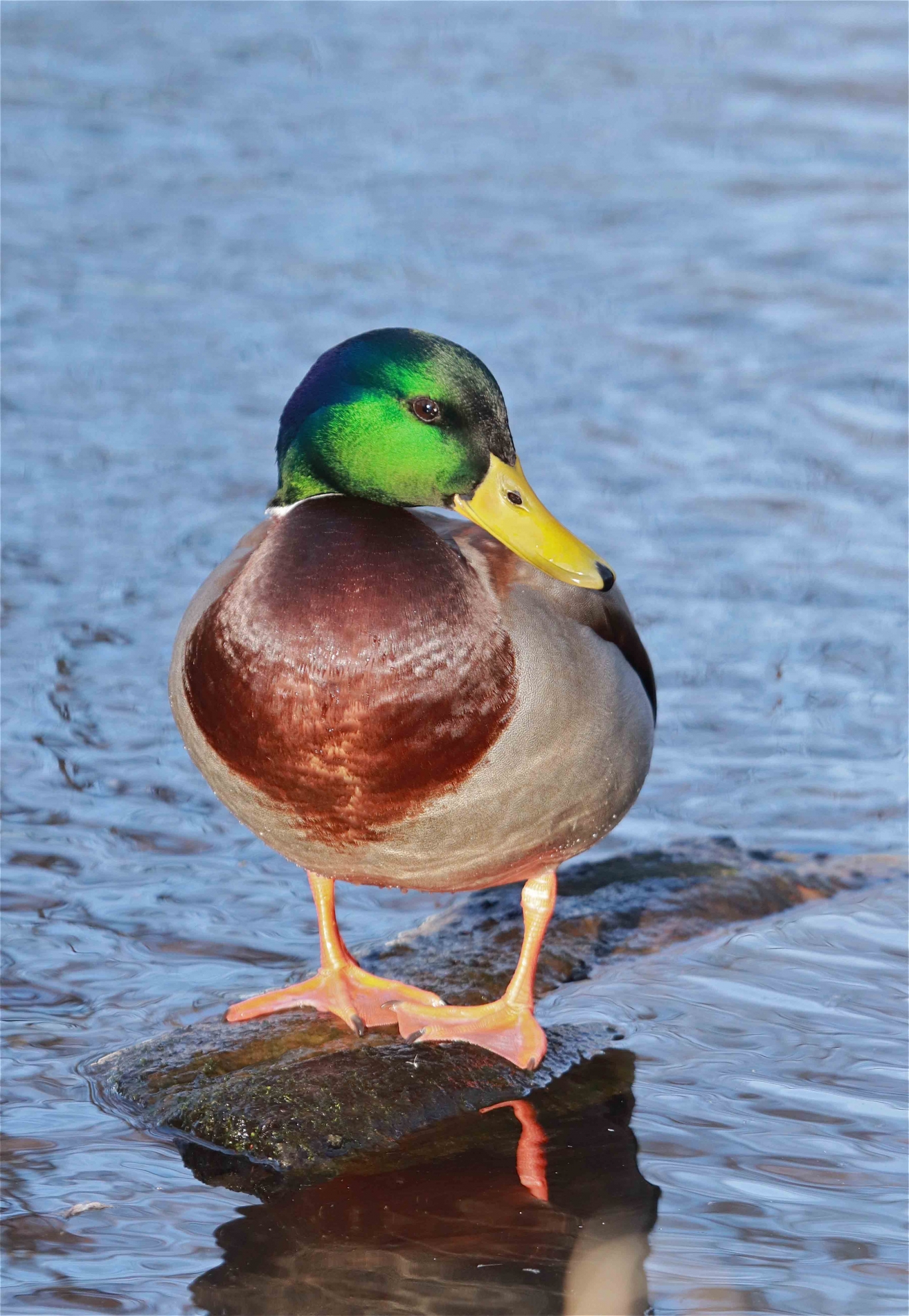 rhoen-stockente_4001_20190217_1449500244