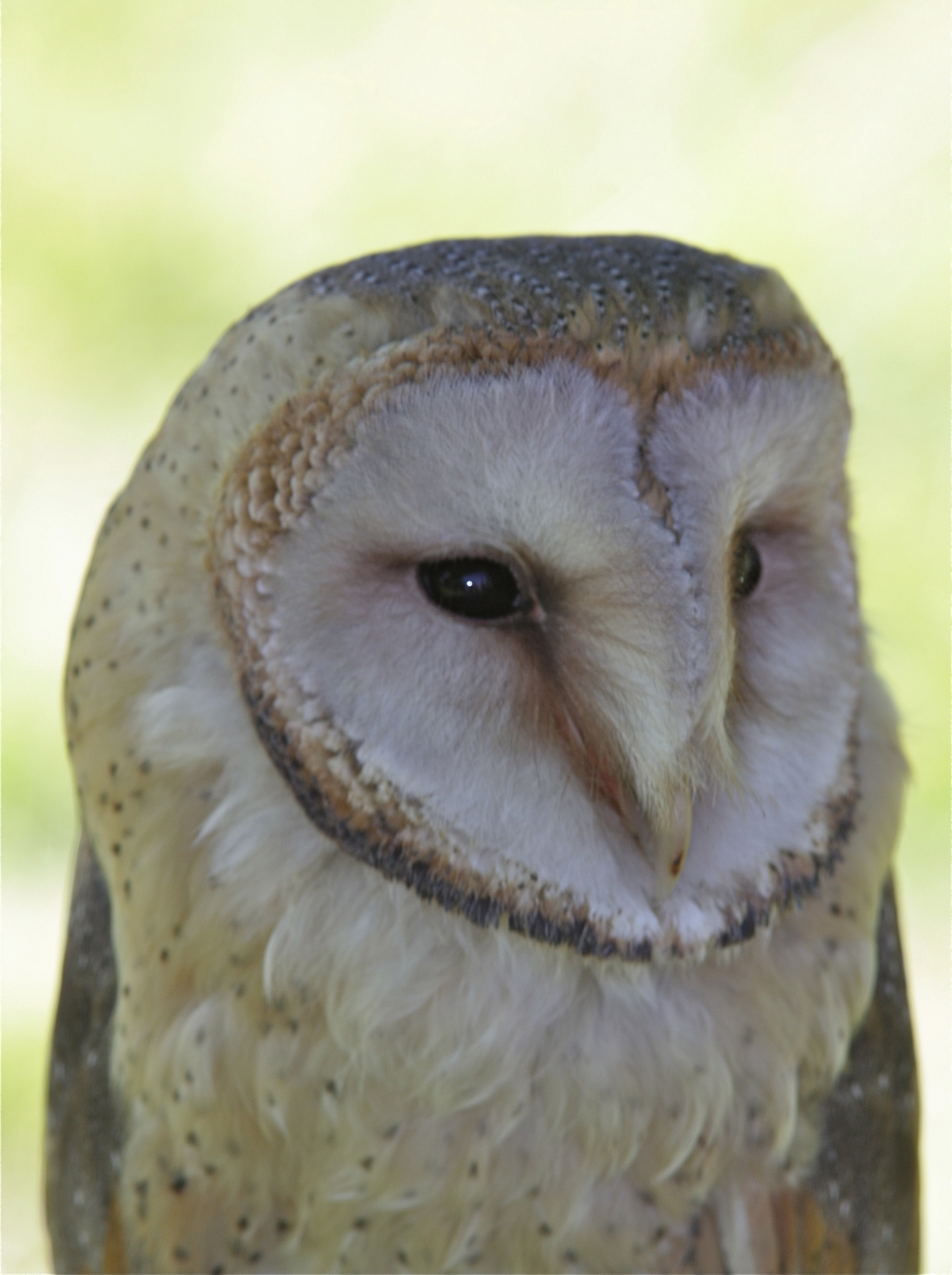 Rhoen-Schleiereule 7336_1