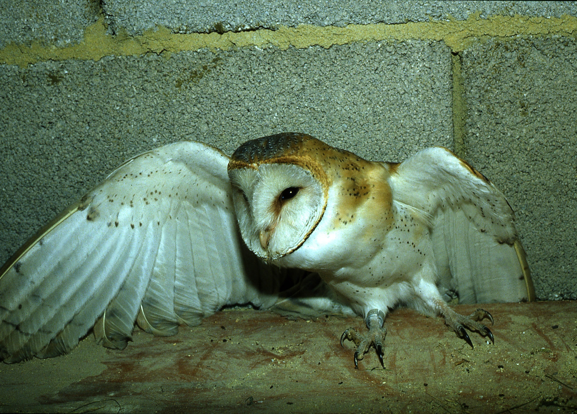 Rhoen-Schleiereule JH (10)_1