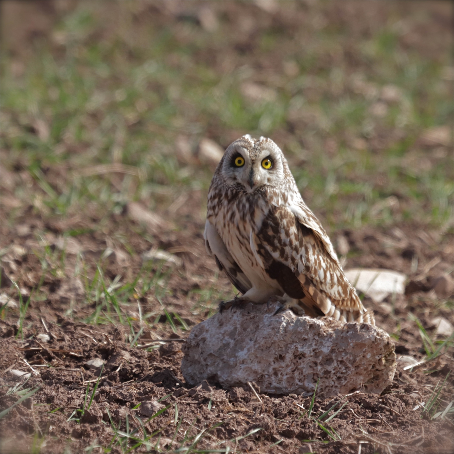 Rhoen-Sumpfohreule 5573_1