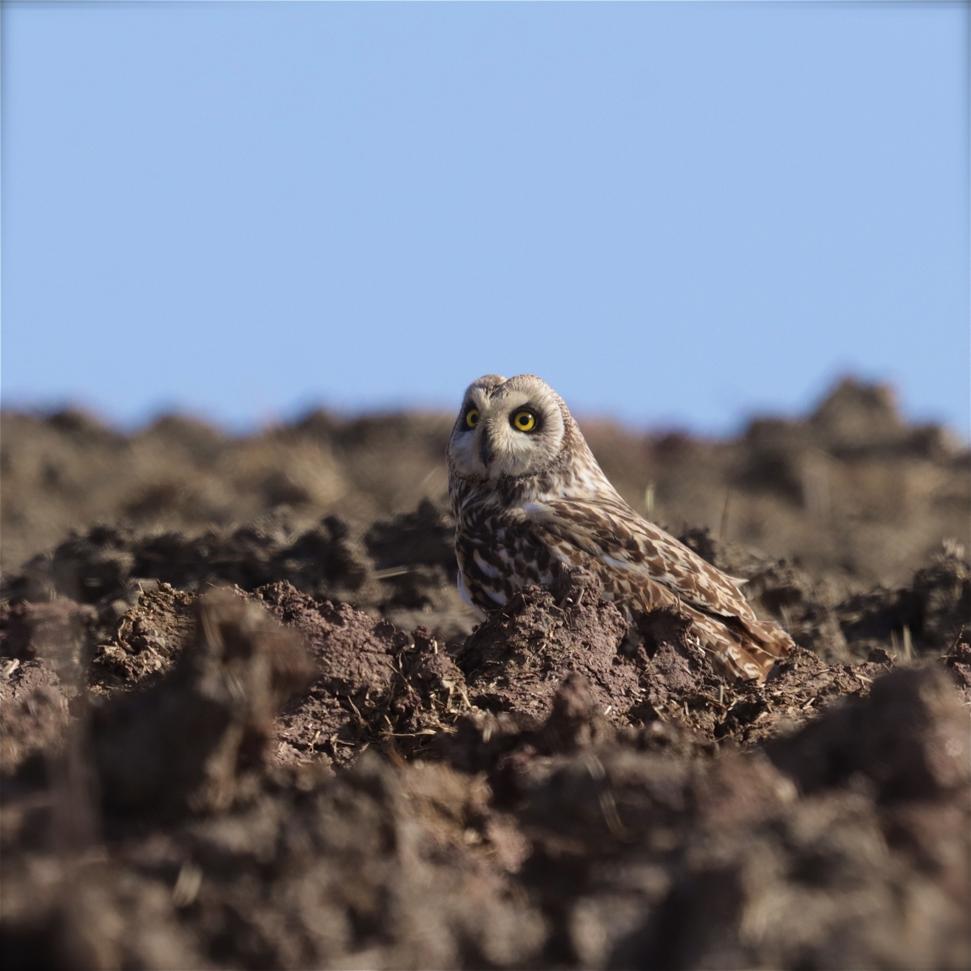 Rhoen-Sumpfohreule 5631_1