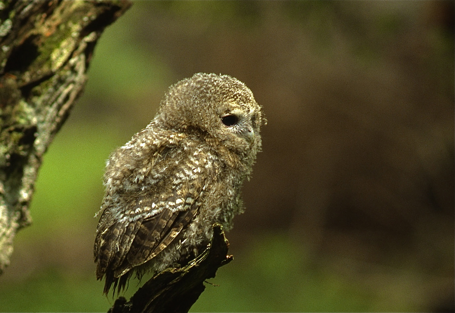 Rhoen-Waldkauz 027_1