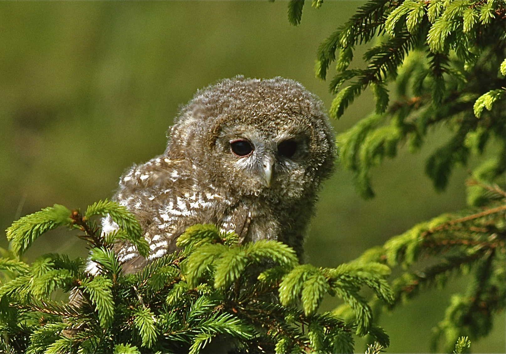 Rhoen-Waldkauz 031_1