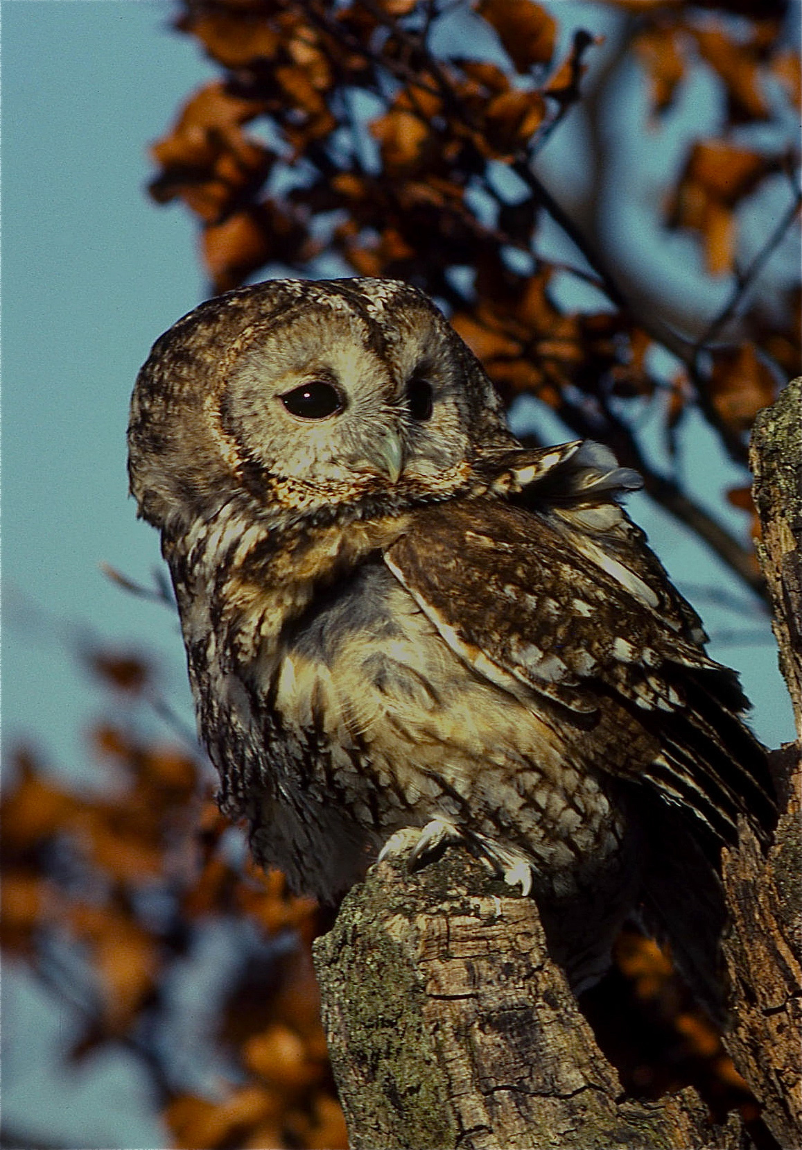 Rhoen-Waldkauz 137_1