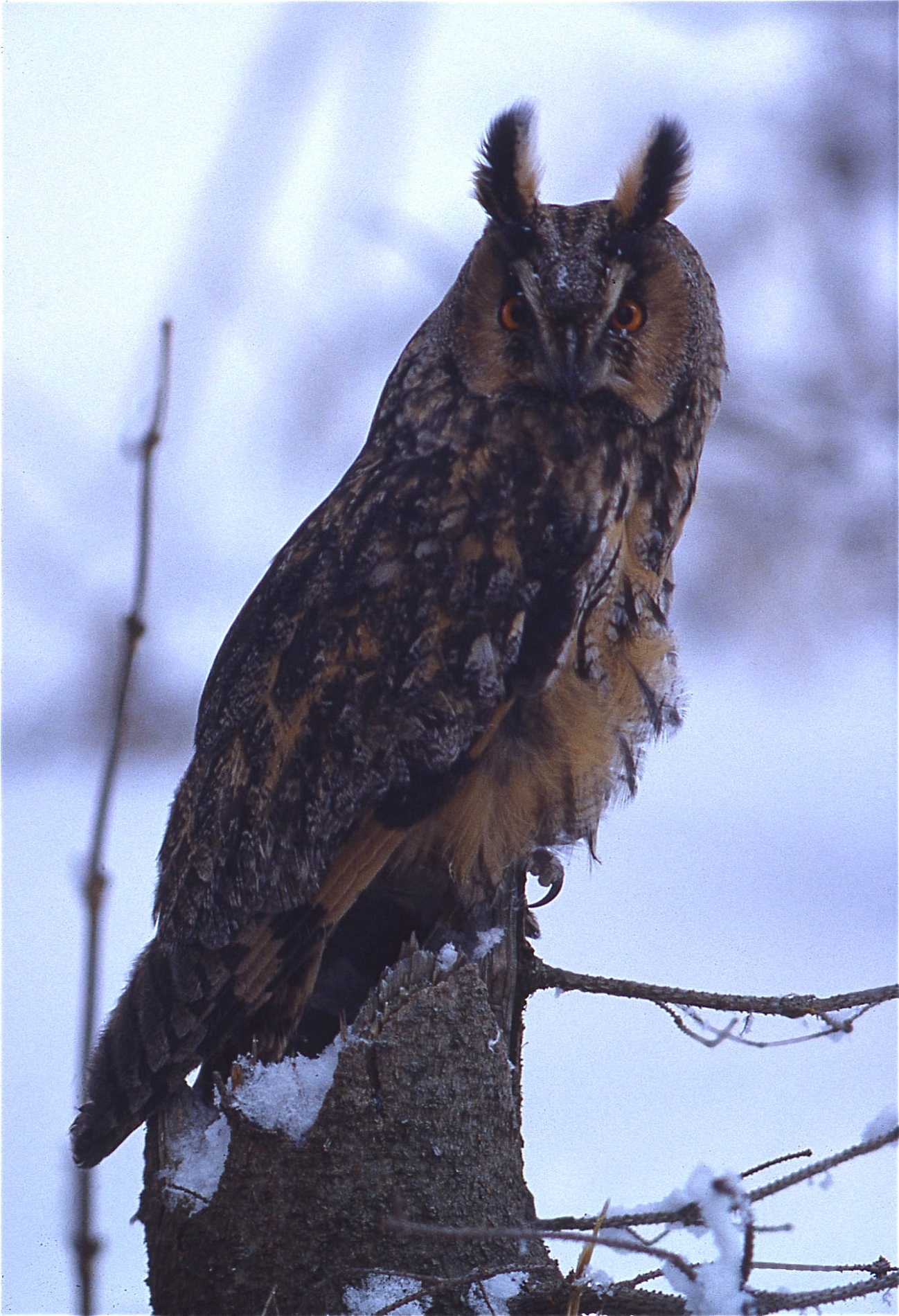 Rhoen-Waldohreule (092)_1